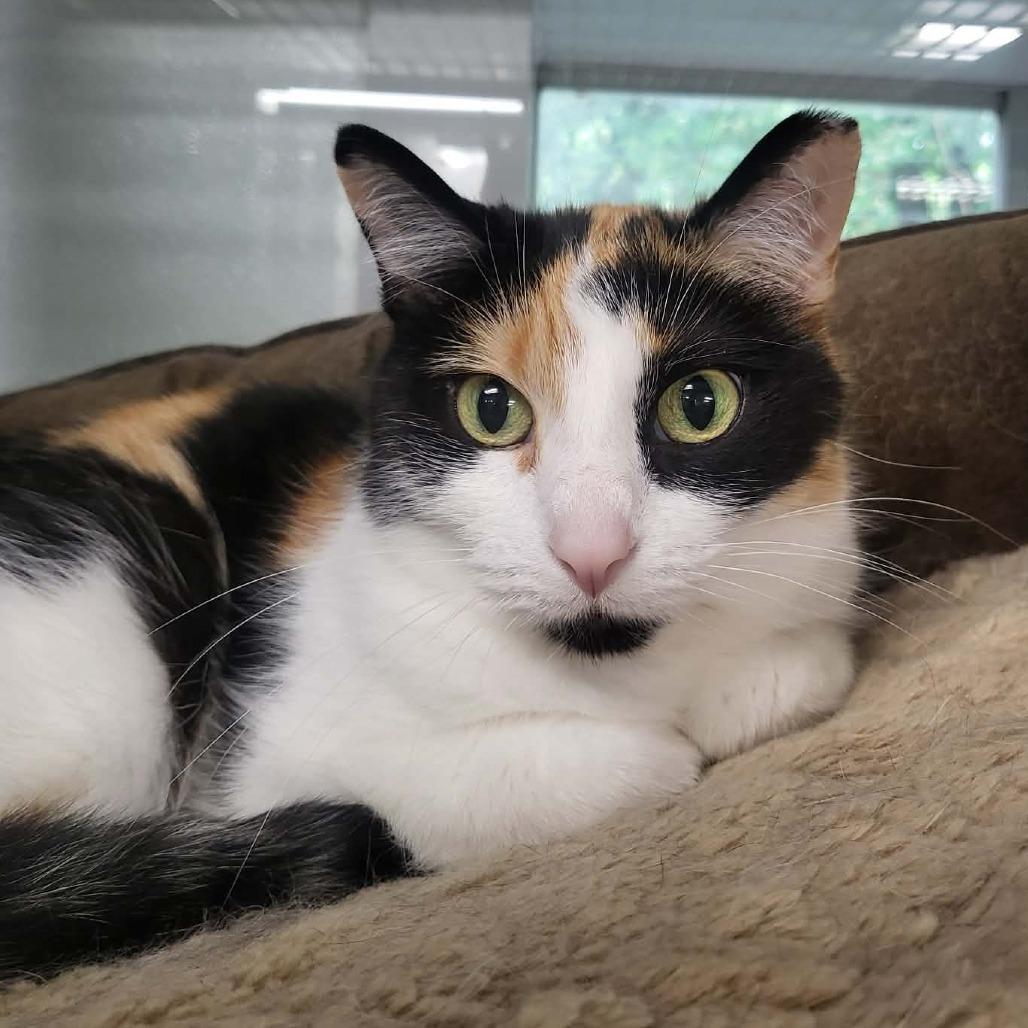 Shyla, Adoptable, Senior Female Domestic Short Hair.