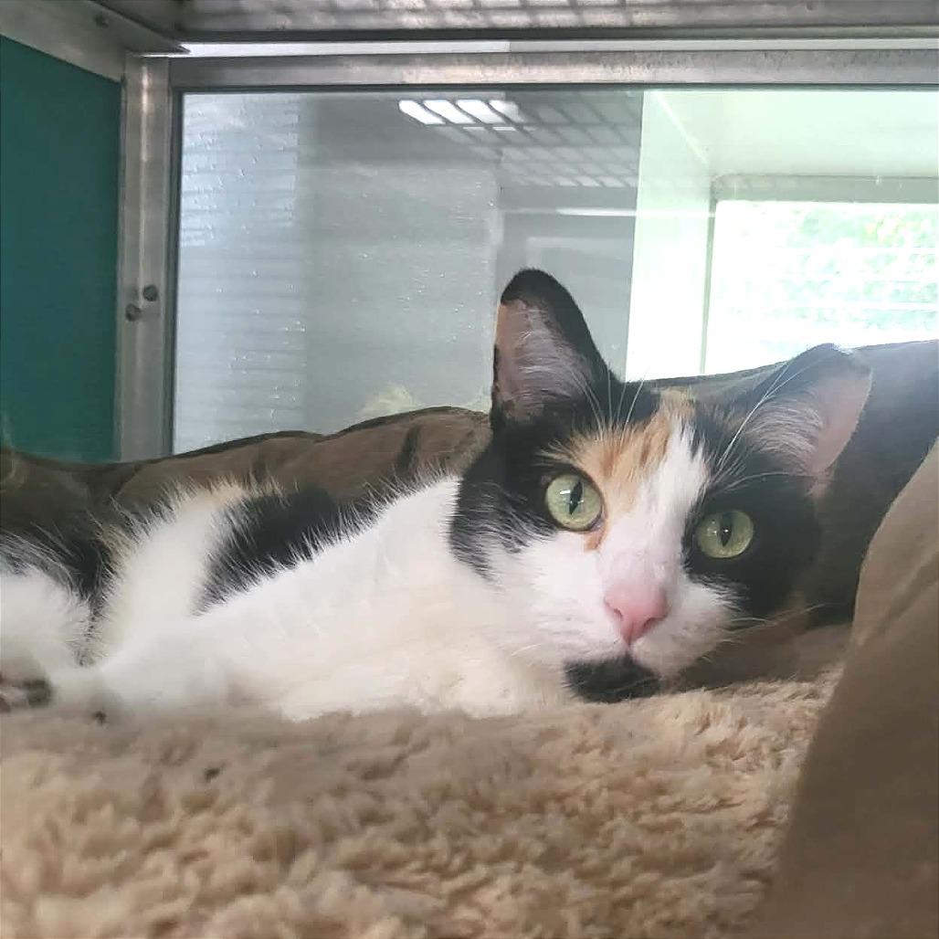 Enlarge Shyla, a Adoptable Domestic Short Hair in Belleville, IL image 2/6