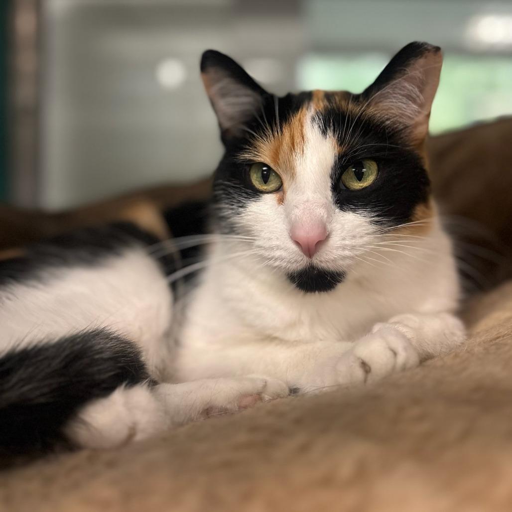 Enlarge Shyla, a Adoptable Domestic Short Hair in Belleville, IL image 3/6