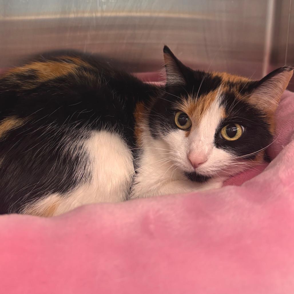 Enlarge Shyla, a Adoptable Domestic Short Hair in Belleville, IL image 4/6