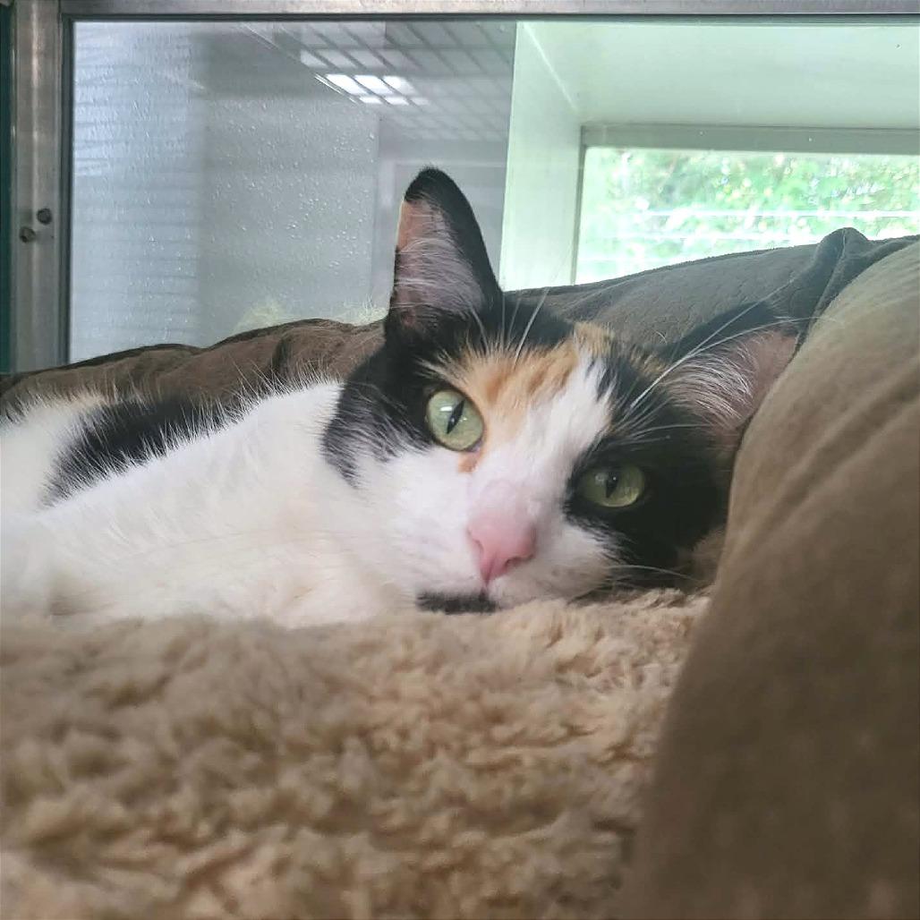 Enlarge Shyla, a Adoptable Domestic Short Hair in Belleville, IL image 5/6