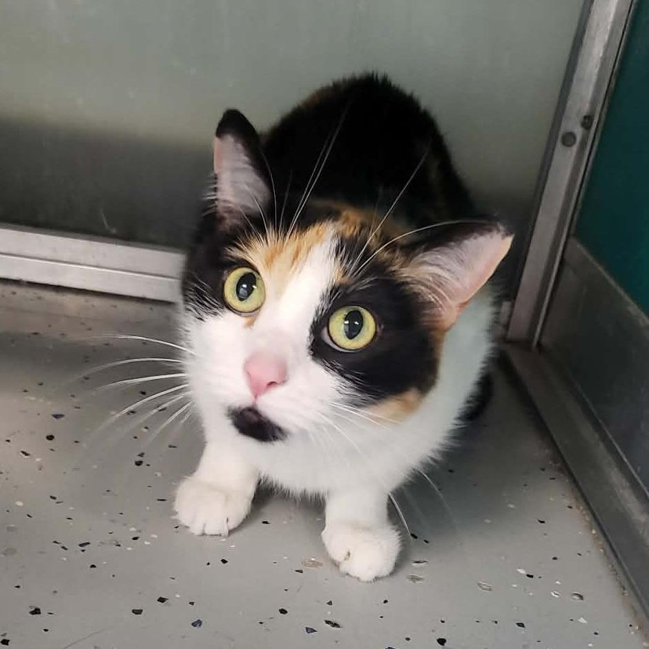 Enlarge Shyla, a Adoptable Domestic Short Hair in Belleville, IL image 6/6