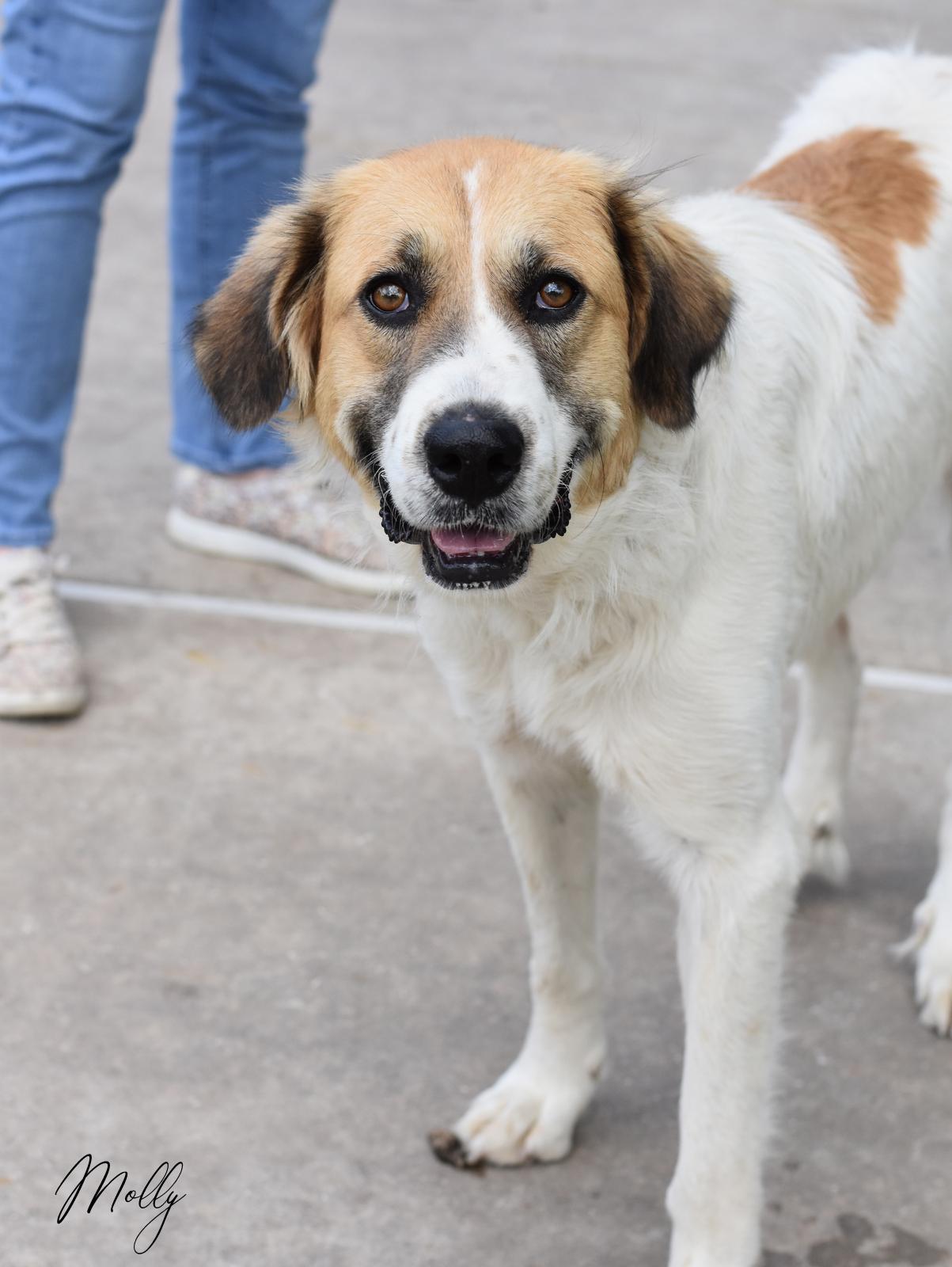 Molly, a ADOPTABLE mixed breed in Conroe, TX image 3/6