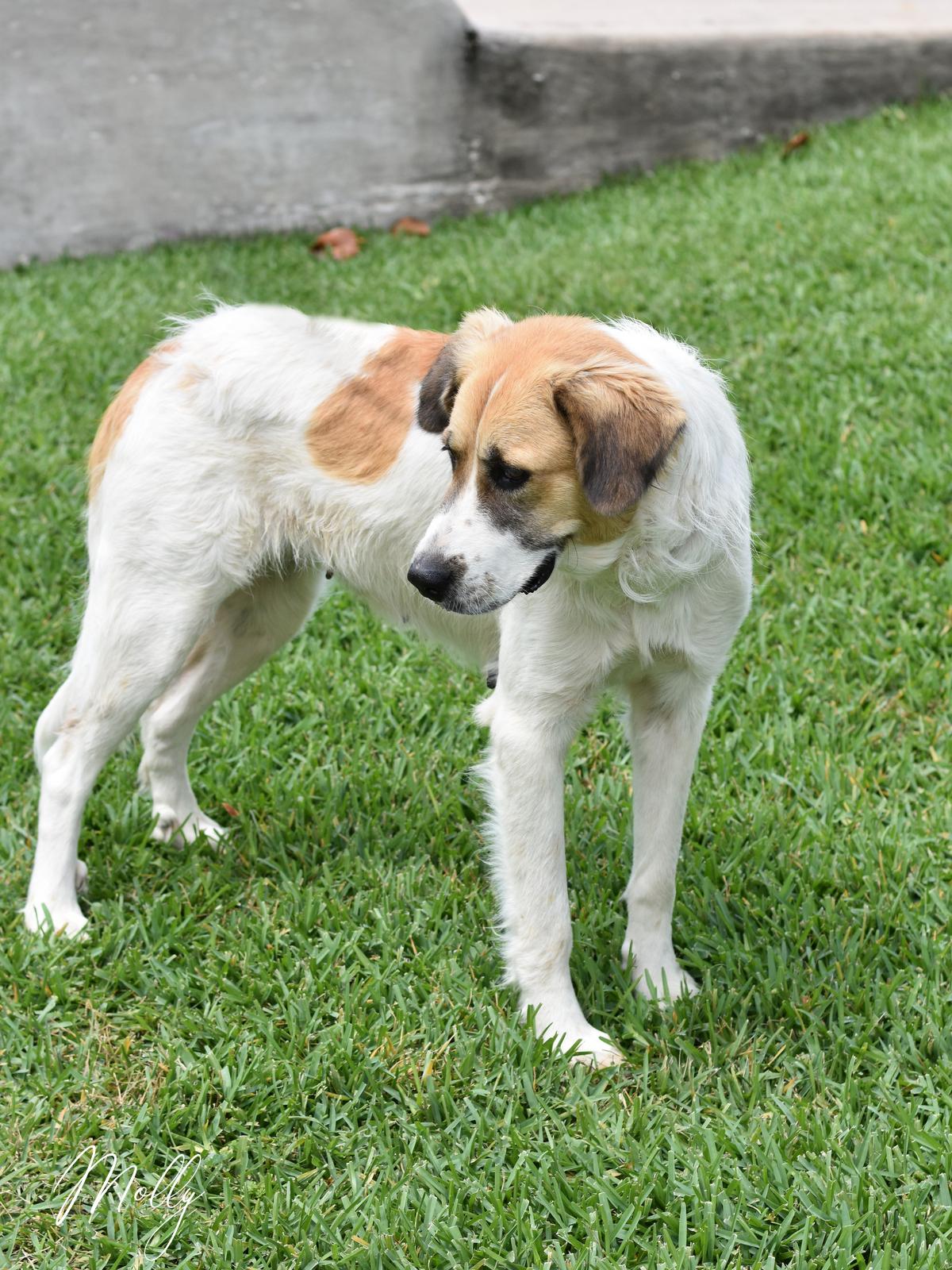 Molly, a ADOPTABLE mixed breed in Conroe, TX image 5/6