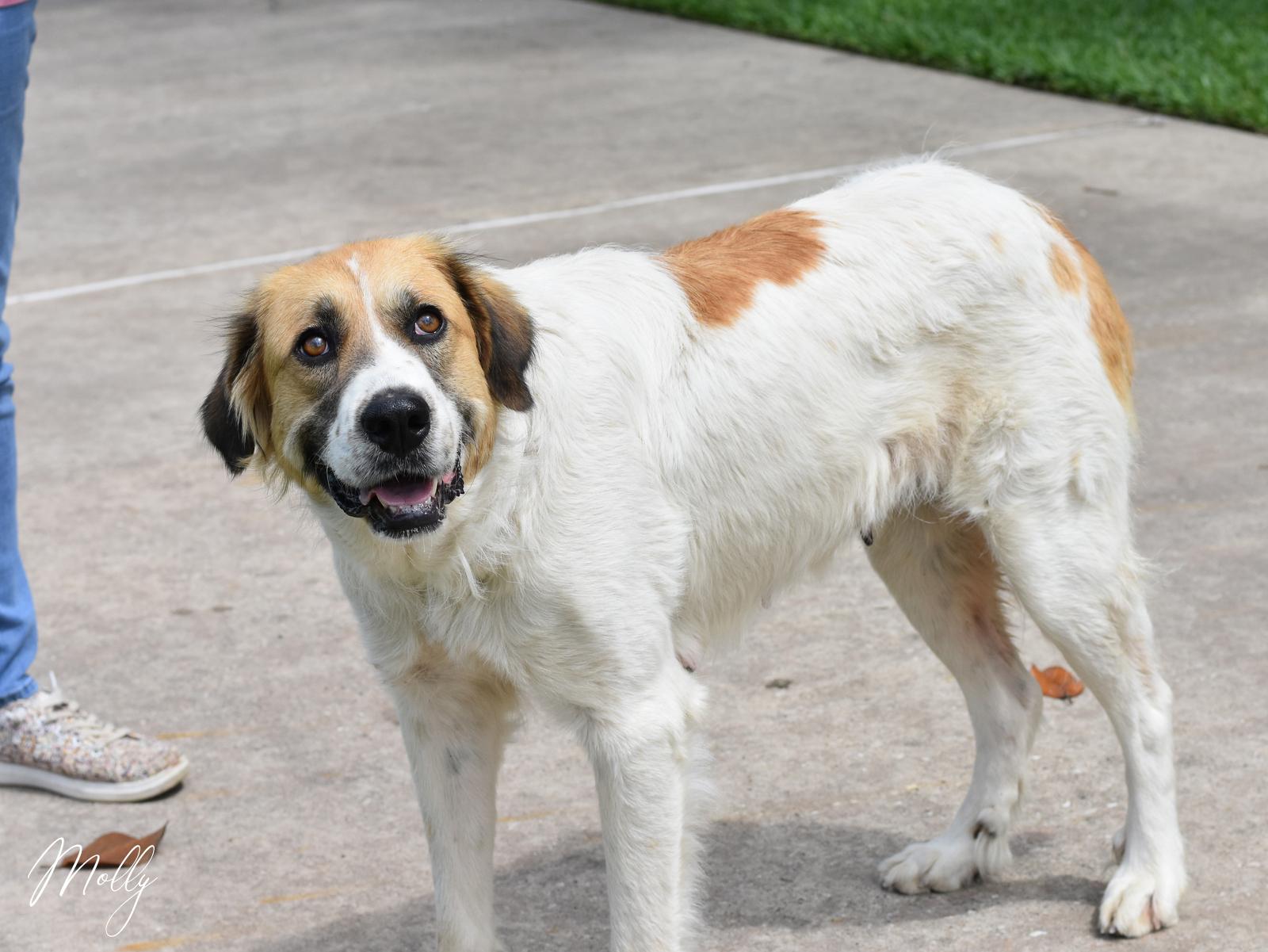 Molly, a ADOPTABLE mixed breed in Conroe, TX image 6/6