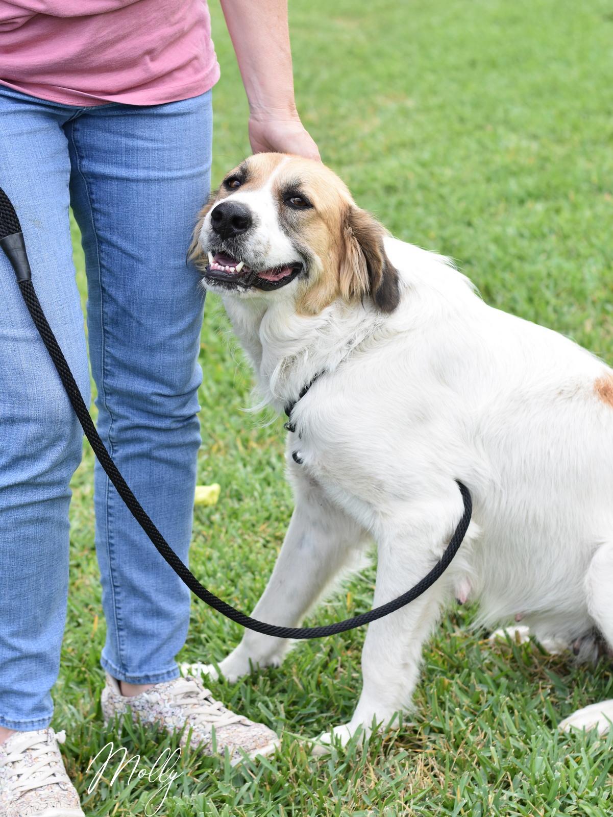 Molly, a ADOPTABLE mixed breed in Conroe, TX image 4/6