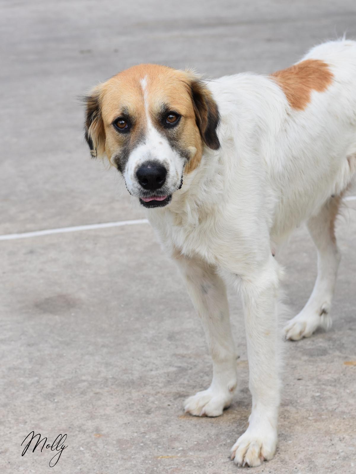 Molly, a ADOPTABLE mixed breed in Conroe, TX image 1/6