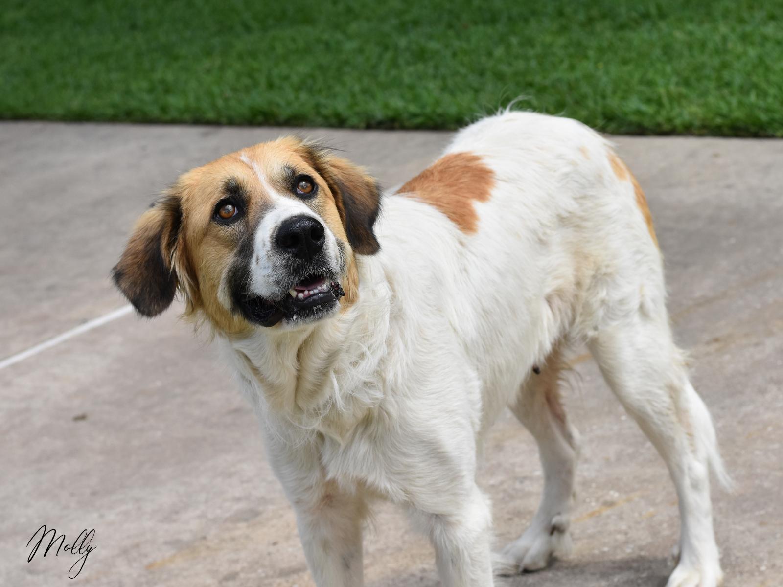 Molly, a ADOPTABLE mixed breed in Conroe, TX image 2/6