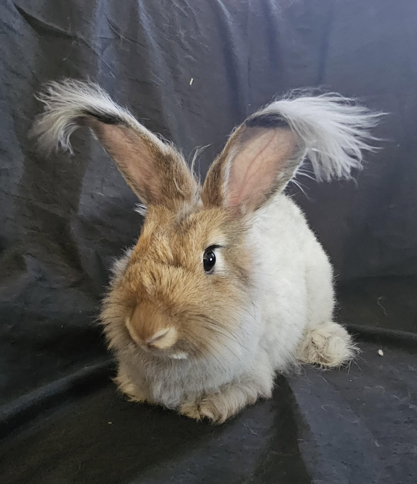 Enlarge Starla, a Adoptable Bunny Rabbit in Queen Creek, AZ image 1/3