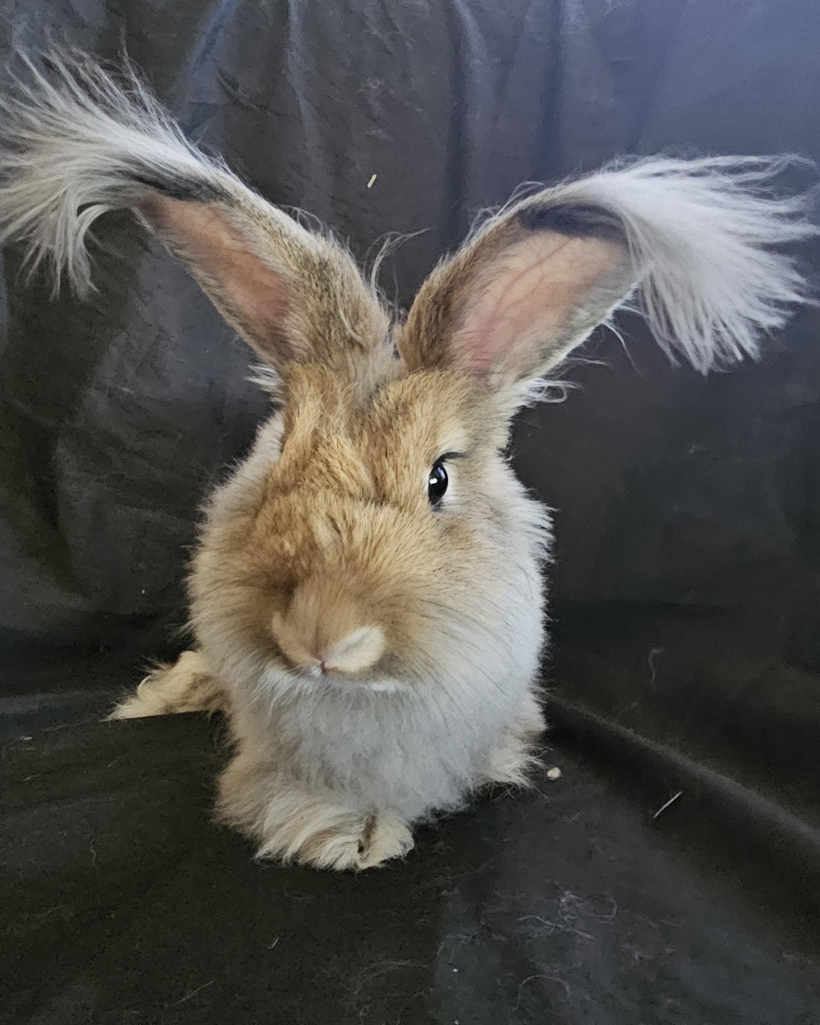 Enlarge Starla, a Adoptable Bunny Rabbit in Queen Creek, AZ image 2/3
