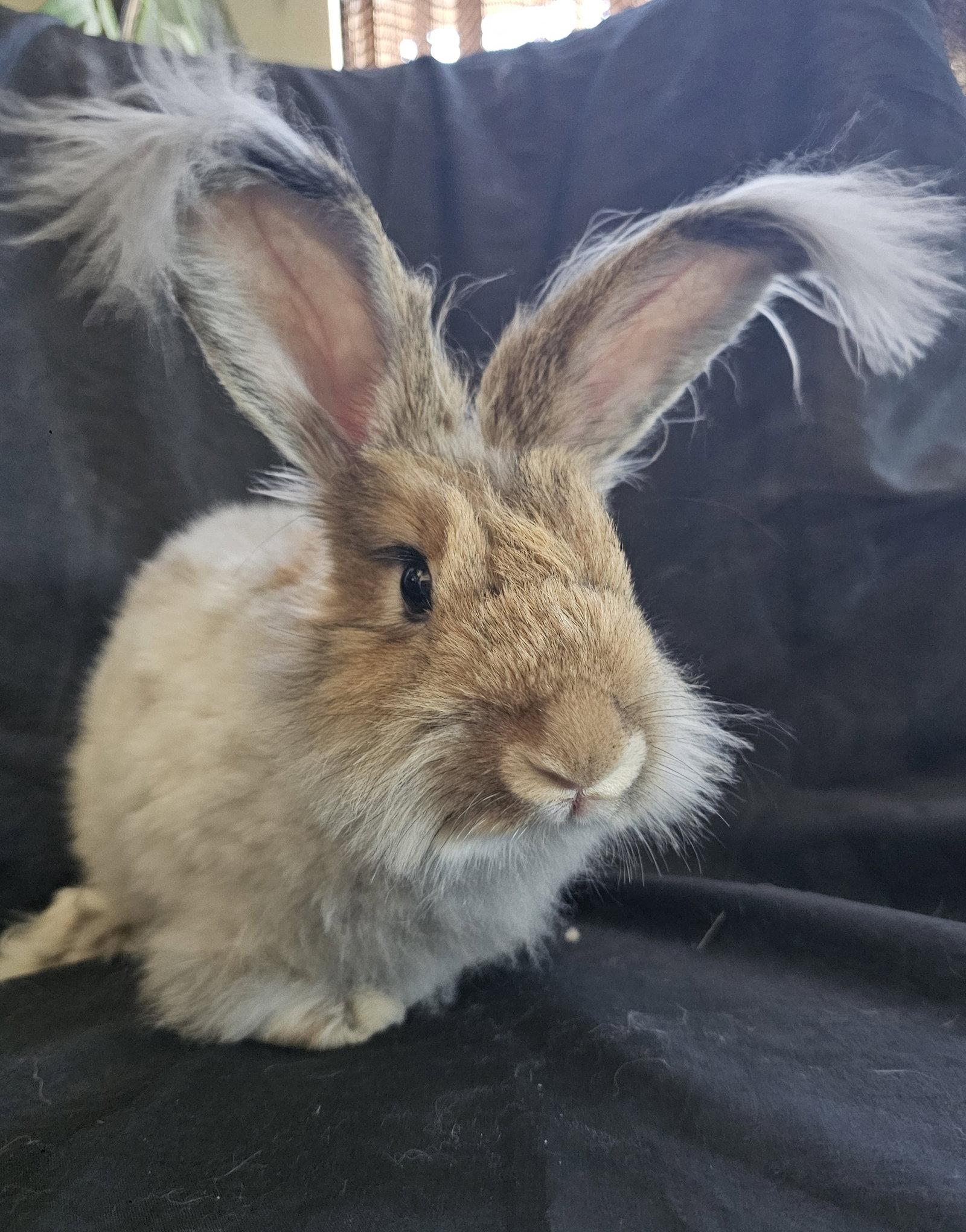 Enlarge Starla, a Adoptable Bunny Rabbit in Queen Creek, AZ image 3/3