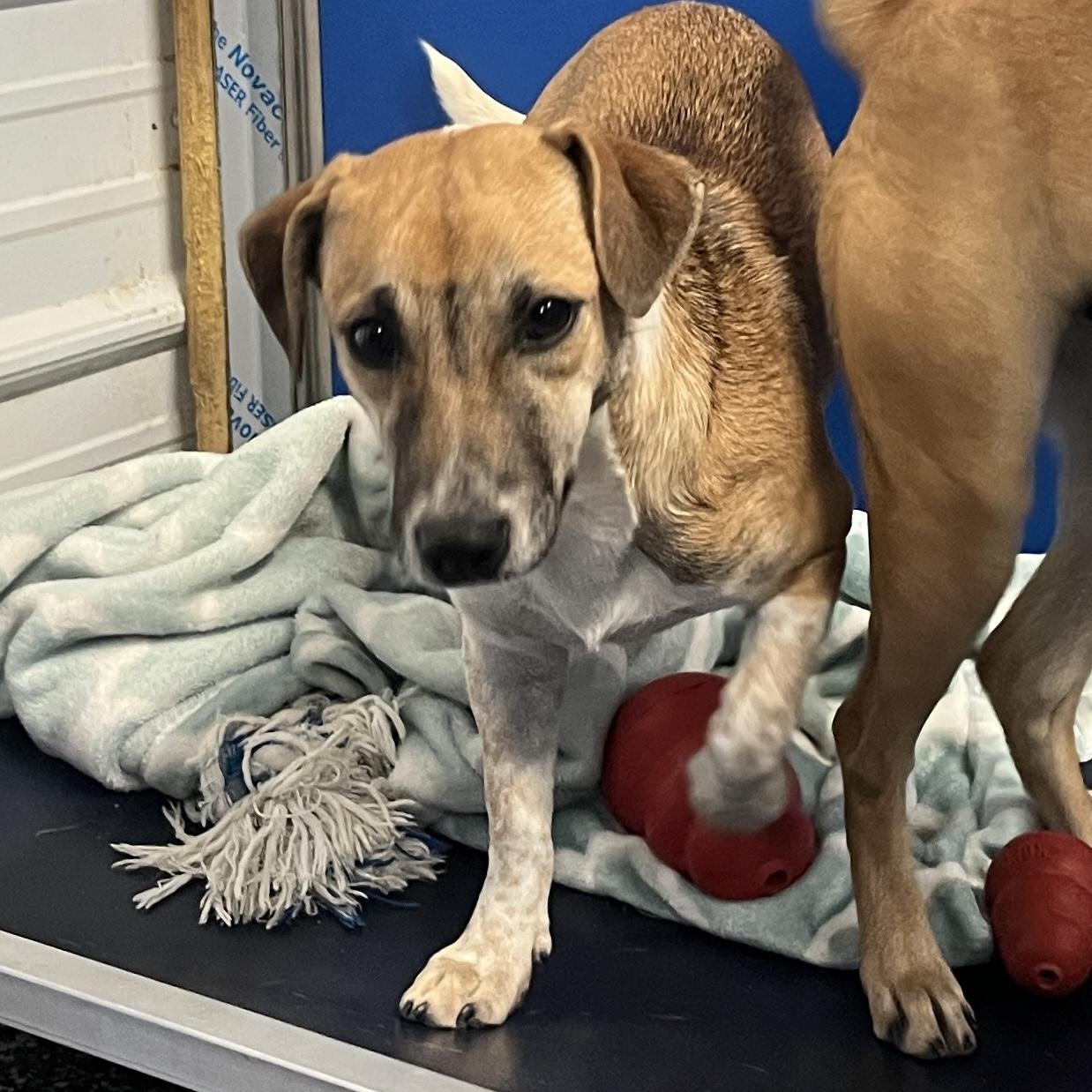 Badabing, ADOPTABLE, Young Female Yellow Labrador Retriever & Jack Russell Terrier.
