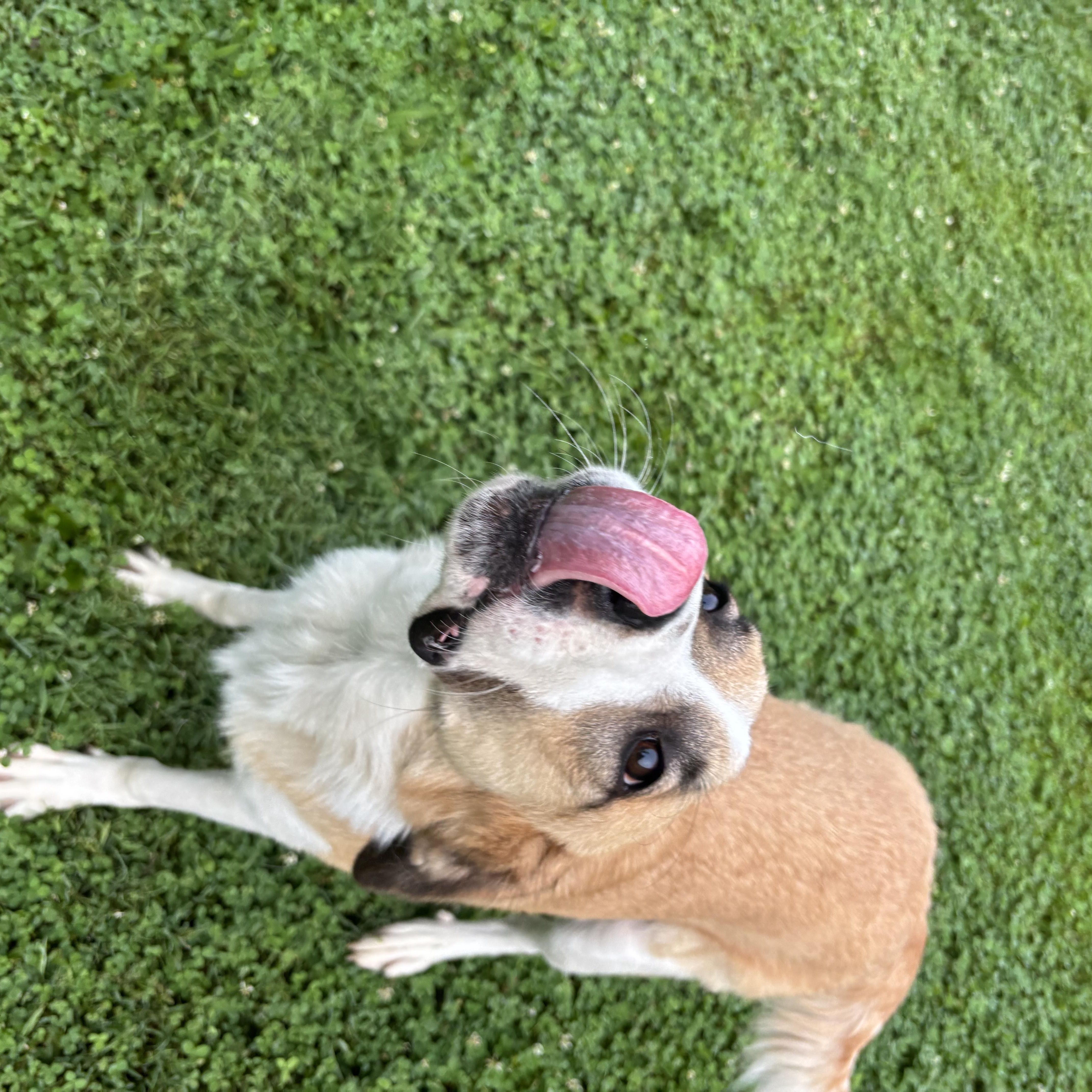 Crew, a ADOPTABLE mixed breed in Circleville, OH image 2/2