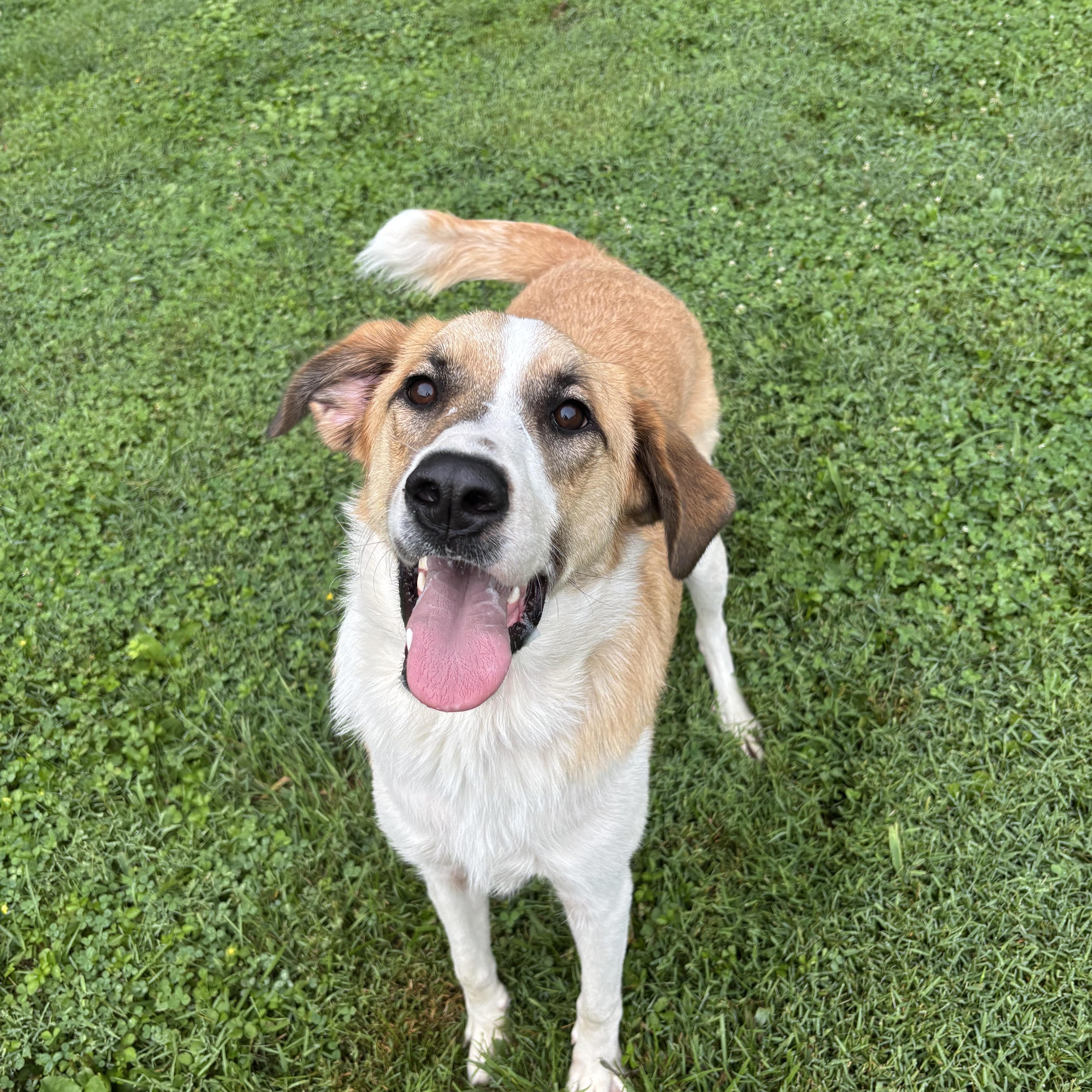 Crew, ADOPTABLE, Young Male Great Pyrenees.