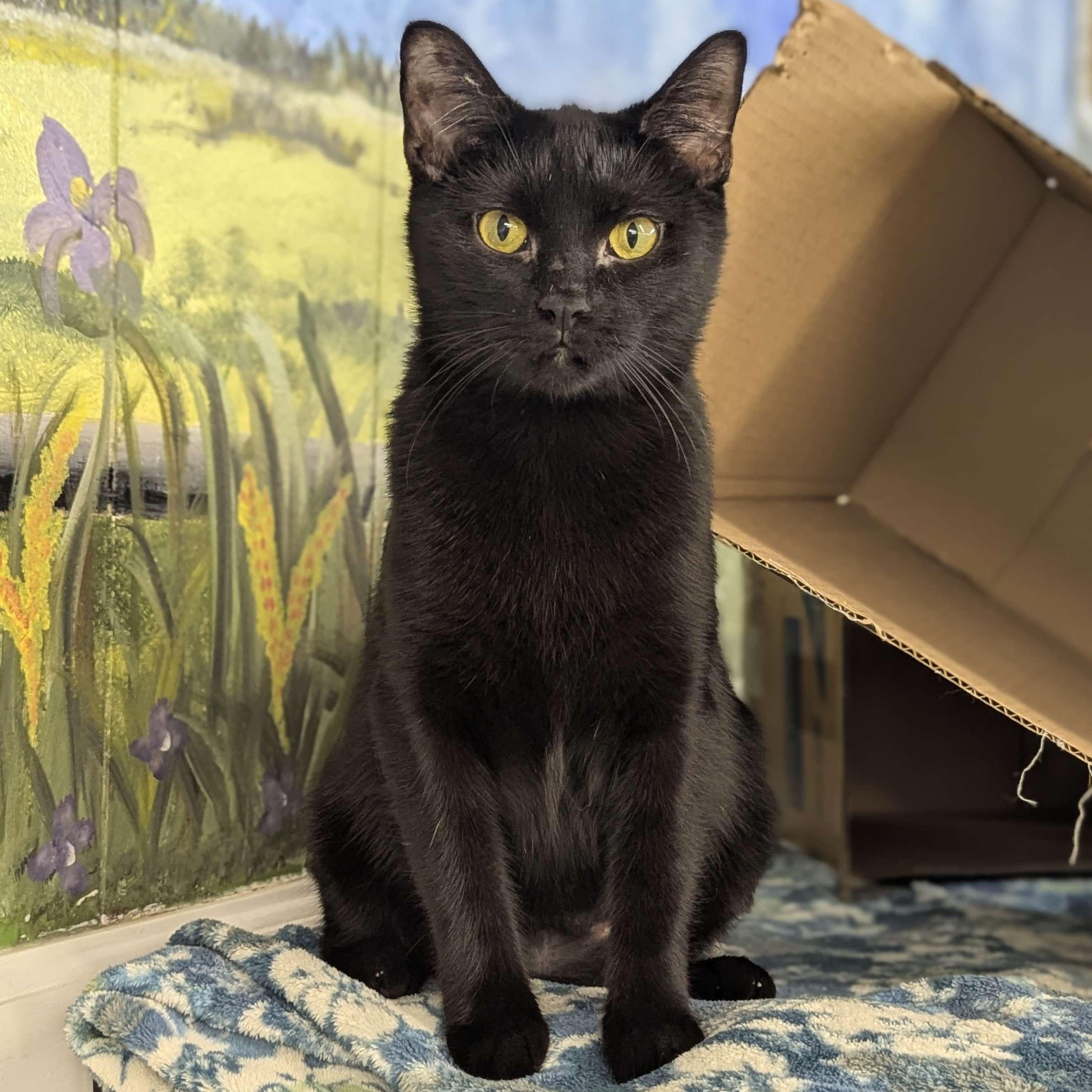 Cocoa - The Executive