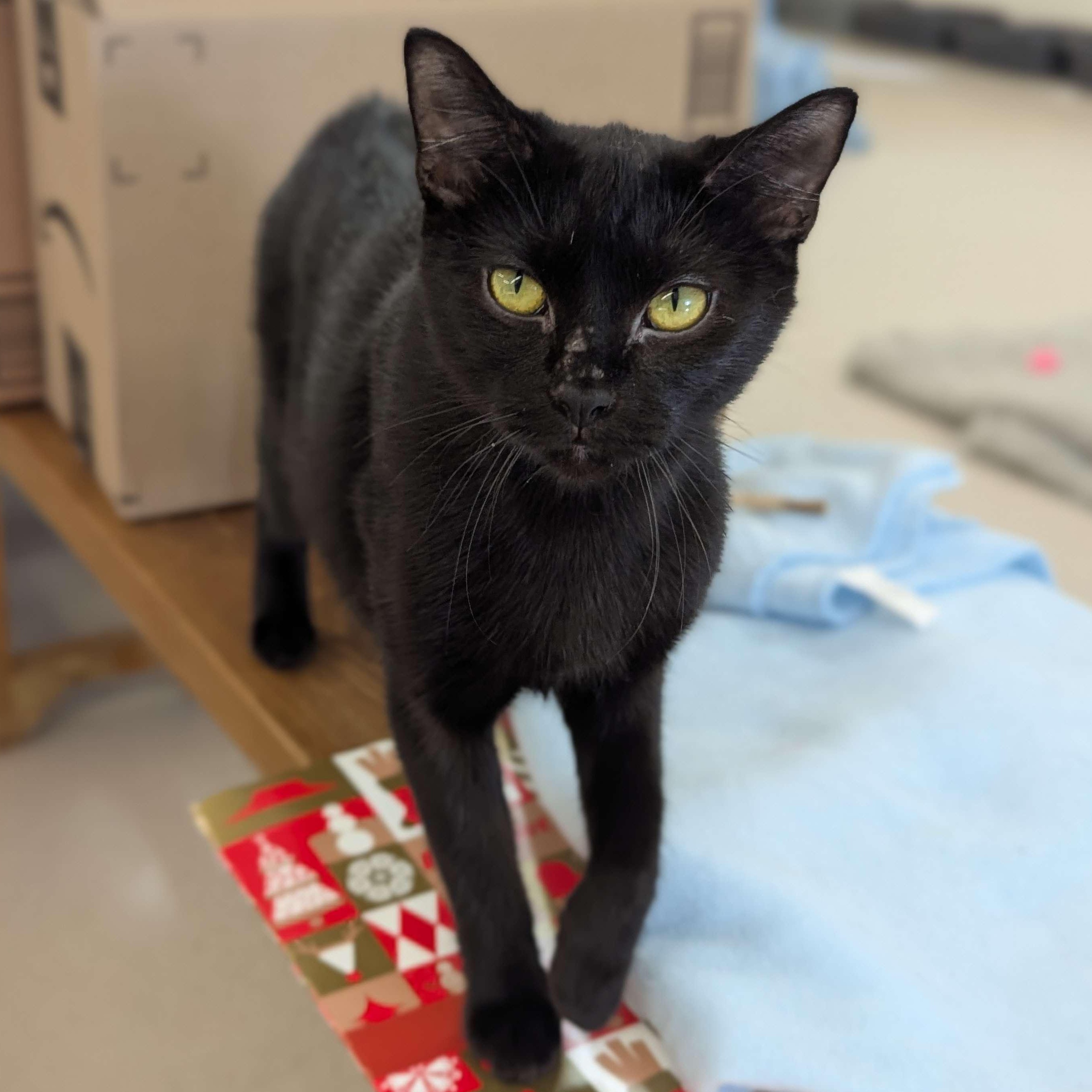 Cocoa - The Executive