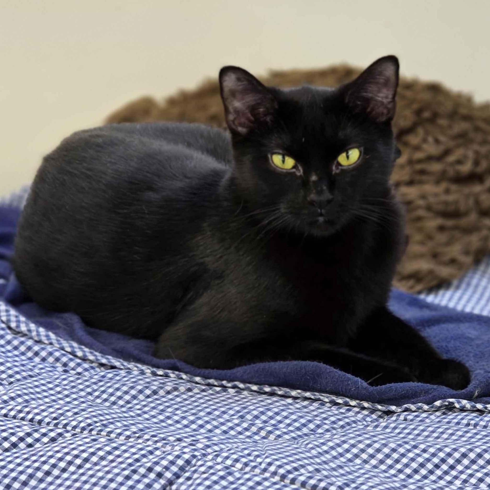 Cocoa - The Executive