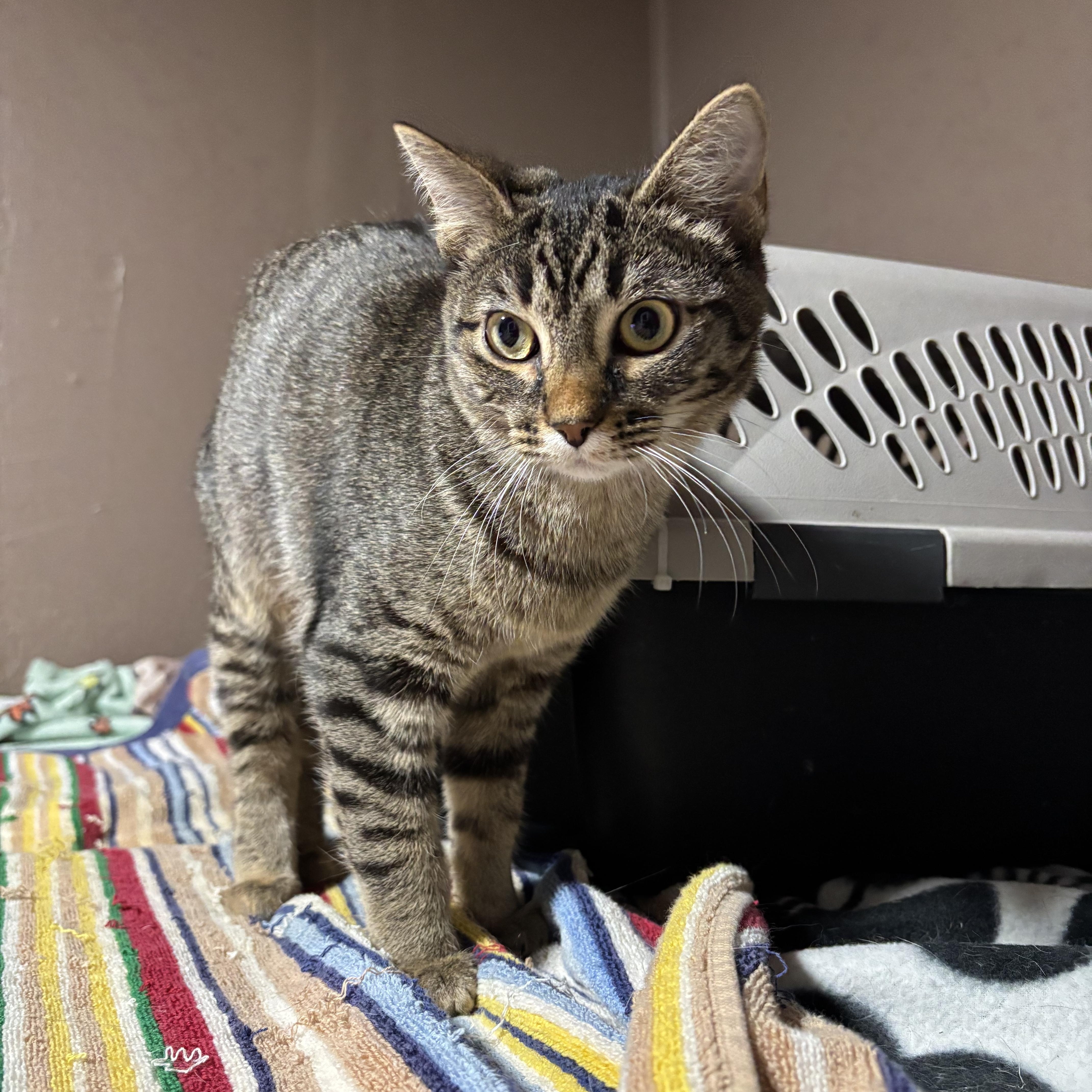 DETRA, a Adoptable Domestic Short Hair in Pittsburgh, PA image 4/5