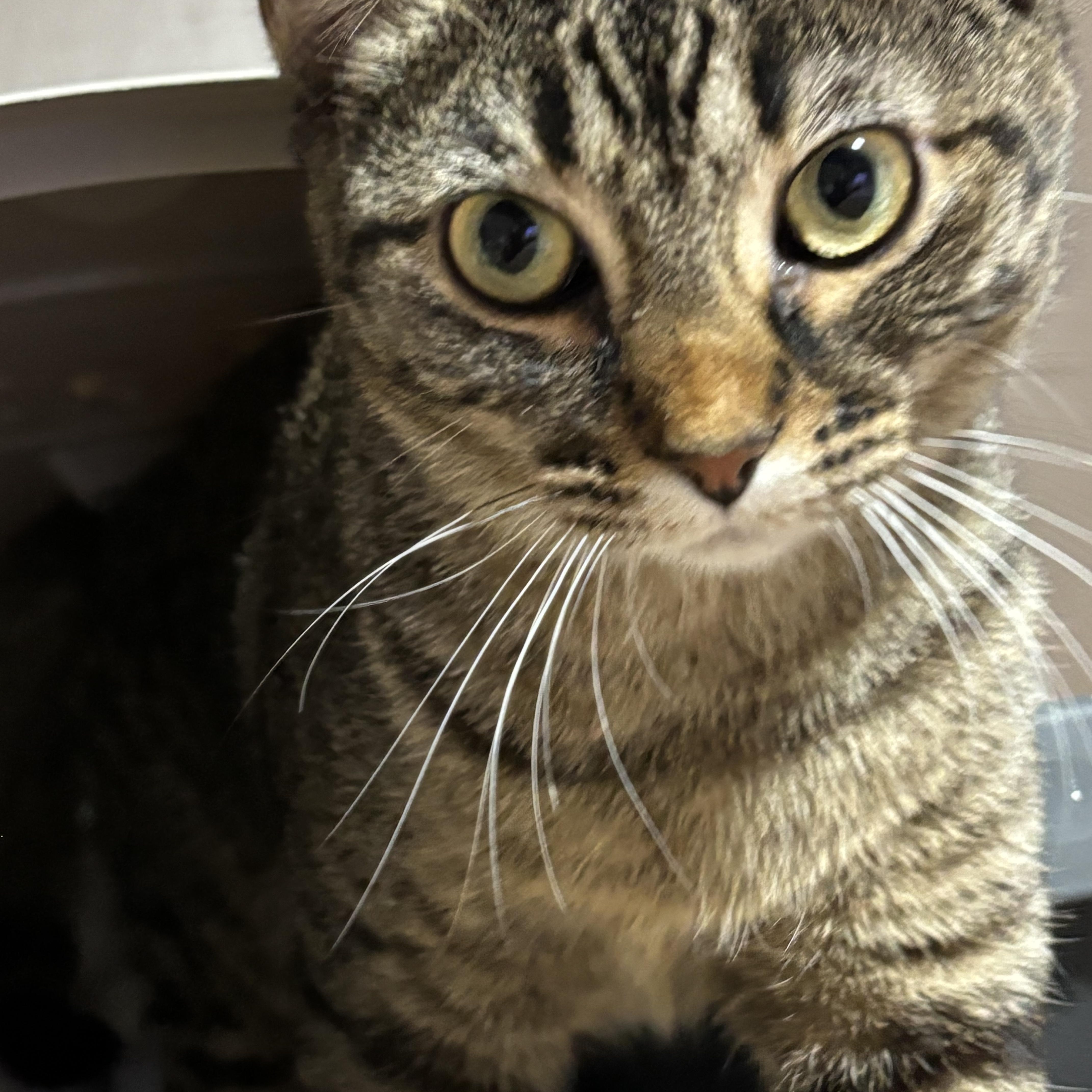 DETRA, Adoptable, Young Female Domestic Short Hair.