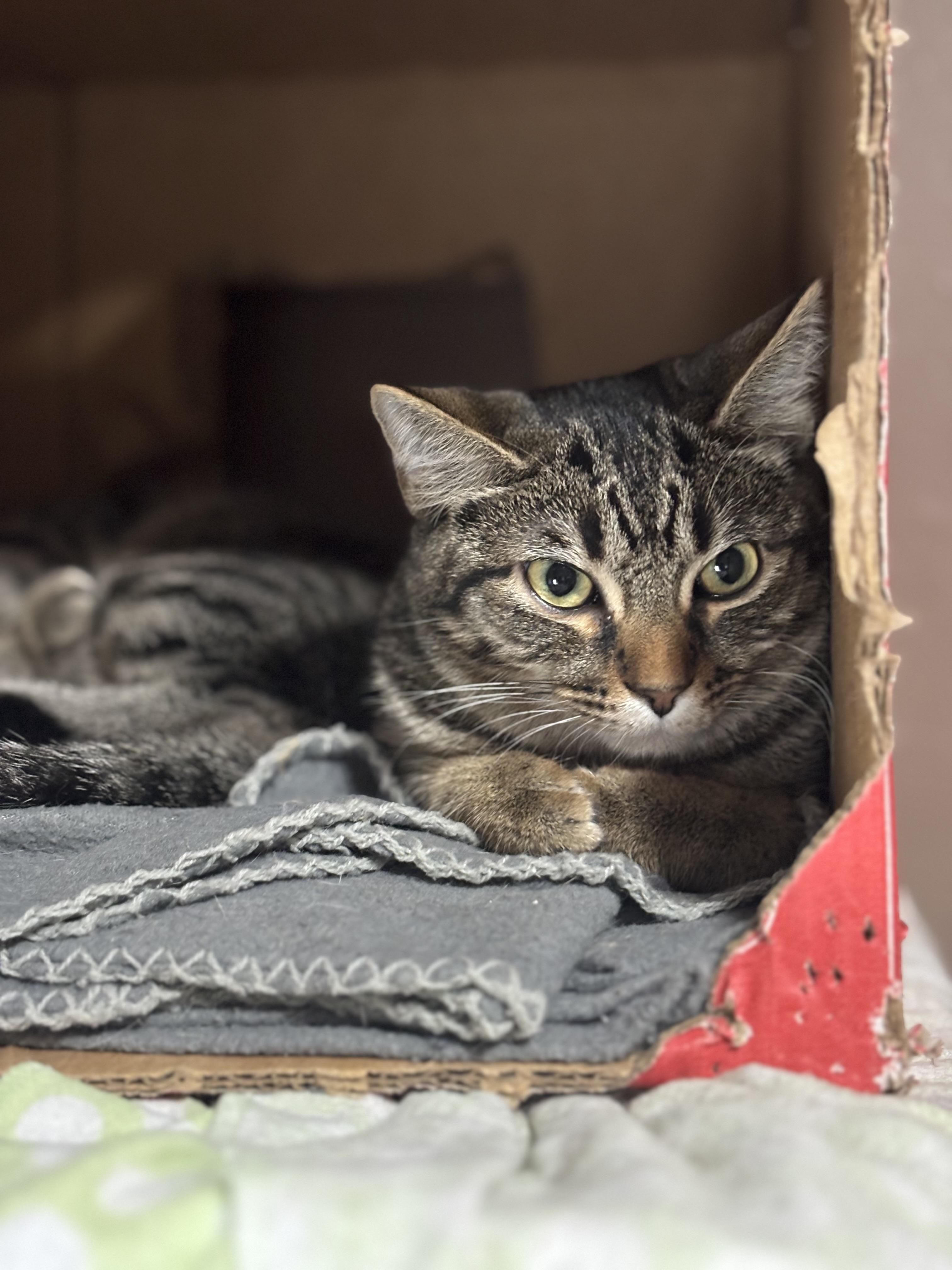 DETRA, a Adoptable Domestic Short Hair in Pittsburgh, PA image 2/5