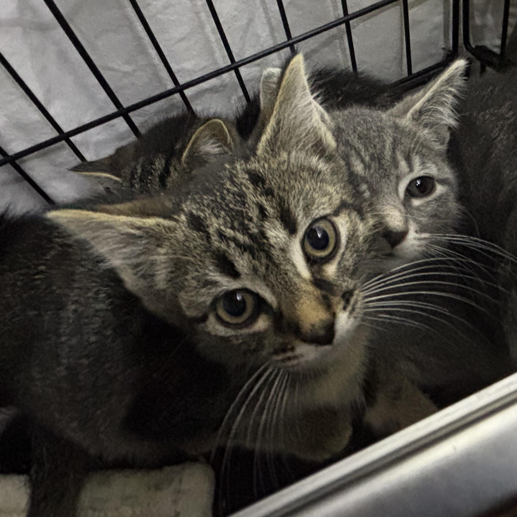 DETRA, Adoptable, Young Female Domestic Short Hair.