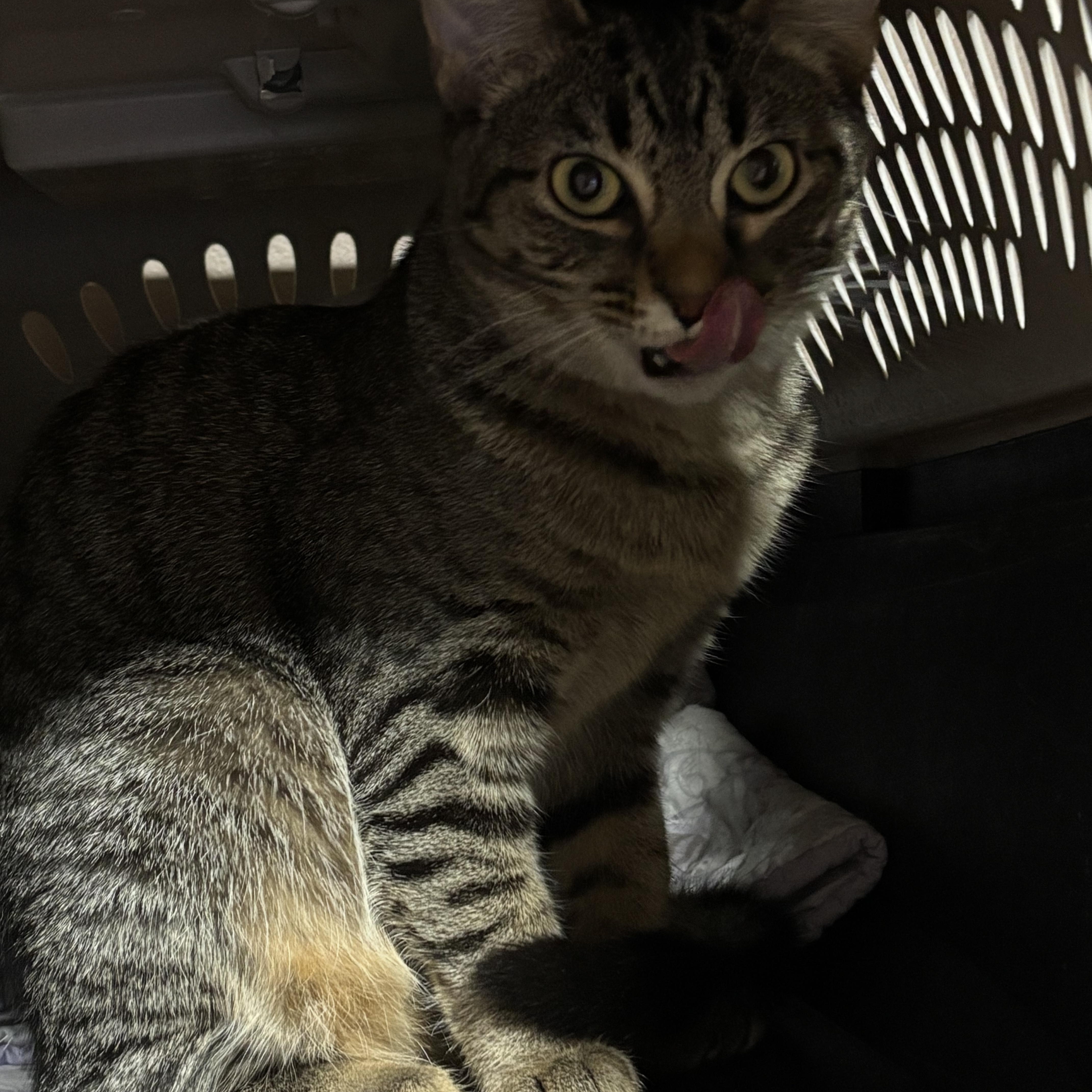 DETRA, a Adoptable Domestic Short Hair in Pittsburgh, PA image 5/5