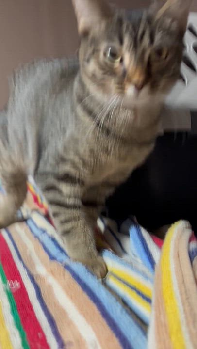 Enlarge DETRA, a Adoptable Domestic Short Hair in Pittsburgh, PA video 3/5