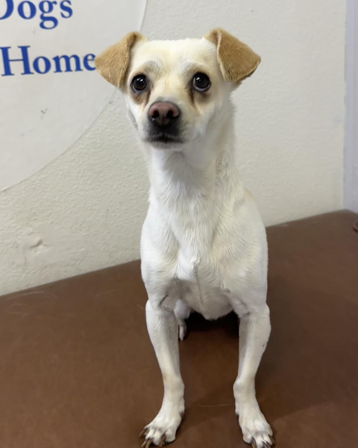 Enlarge Finn, an adopted mixed breed in Las Vegas, NV image 1/1