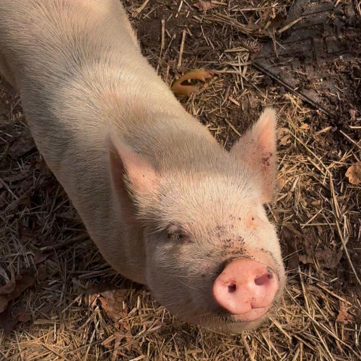 Tinkerbell, Adoptable, Young Female Pig.