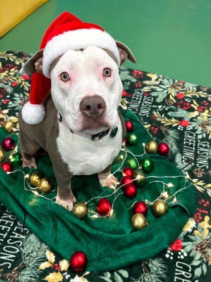 Mocha Latte, Adoptable, Young Female Pit Bull Terrier & Mixed Breed.