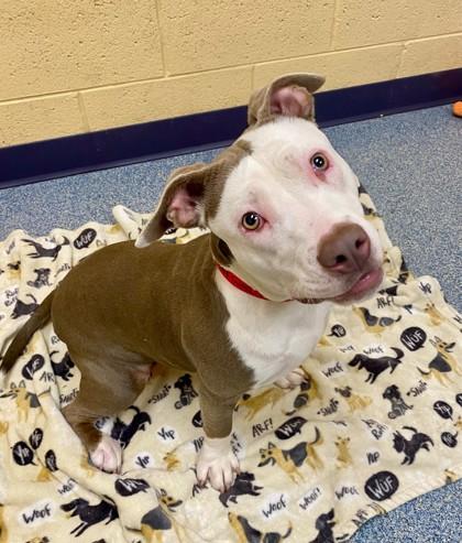 Enlarge Mocha Latte, a Adoptable mixed breed in Sterling Heights, MI image 2/3