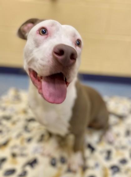 Enlarge Mocha Latte, a Adoptable mixed breed in Sterling Heights, MI image 3/3