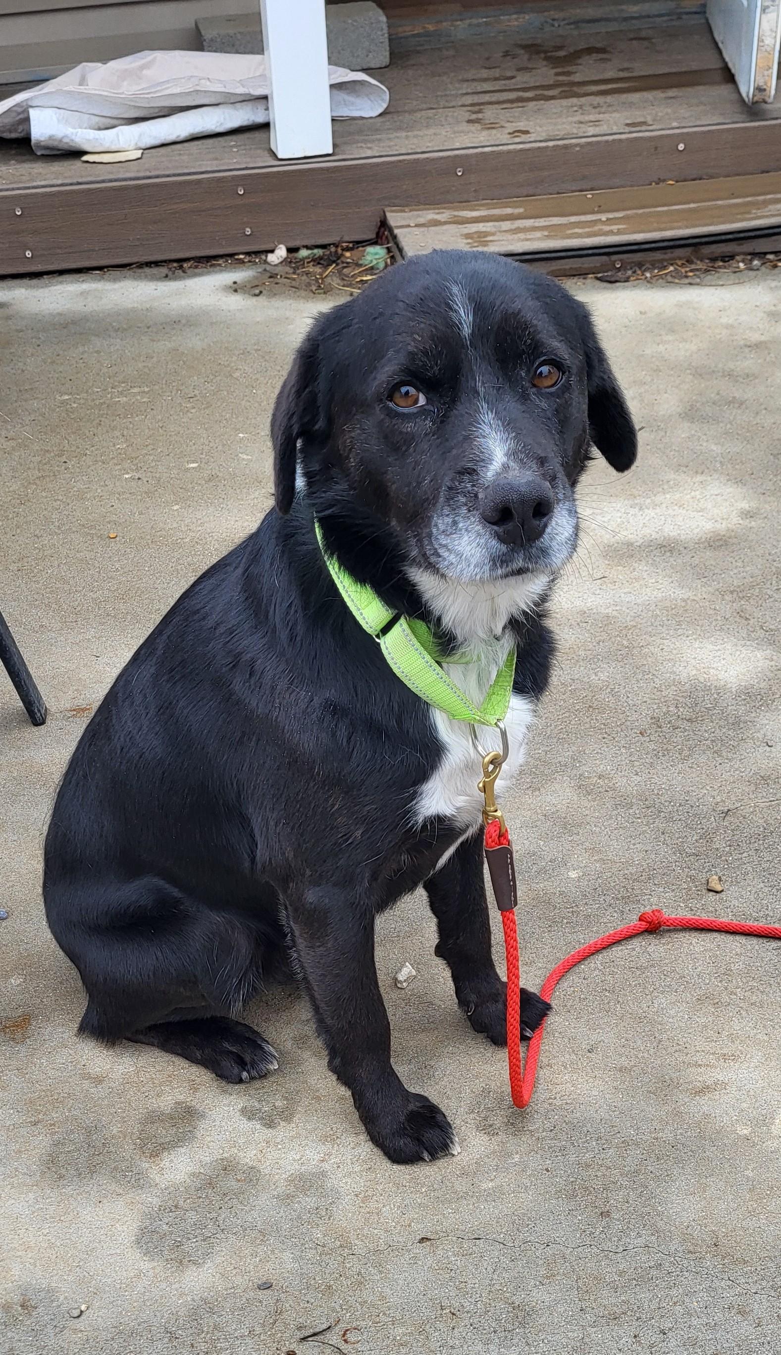 Enlarge Ruger, an adoptable mixed breed in Hagerstown, MD image 3/4