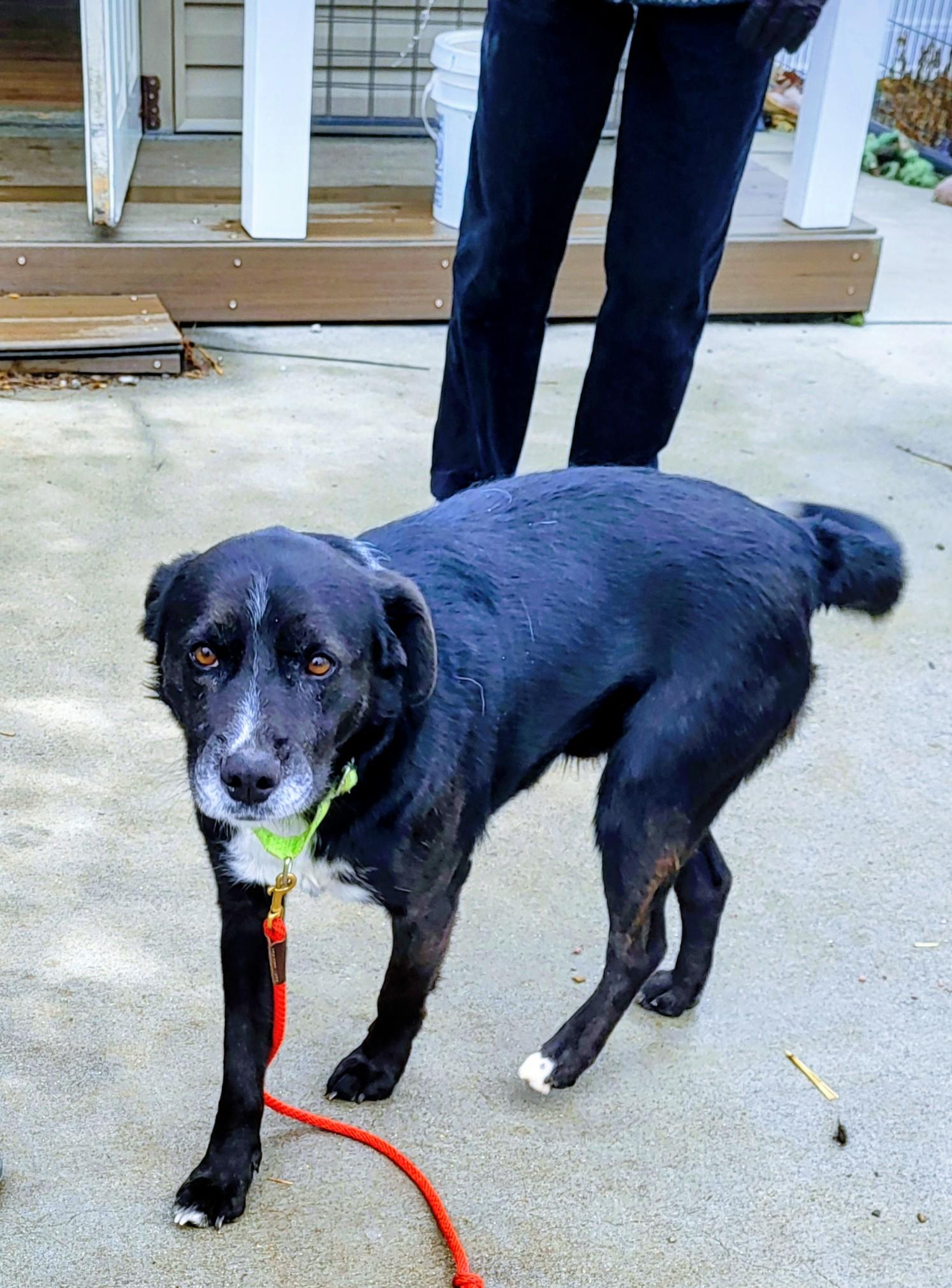 Enlarge Ruger, an adoptable mixed breed in Hagerstown, MD image 4/4