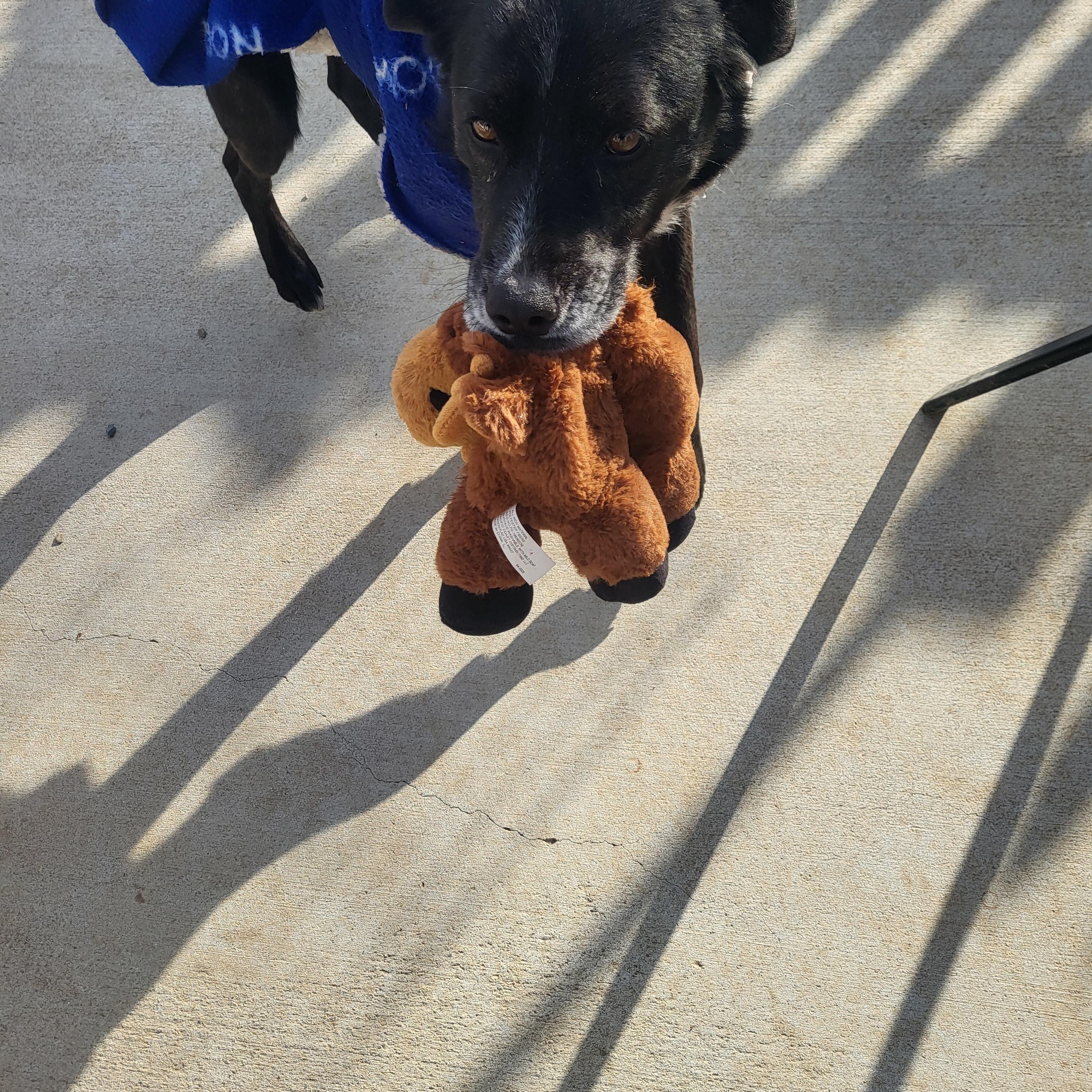 Ruger, adoptable, Senior Male Labrador Retriever & Beagle.