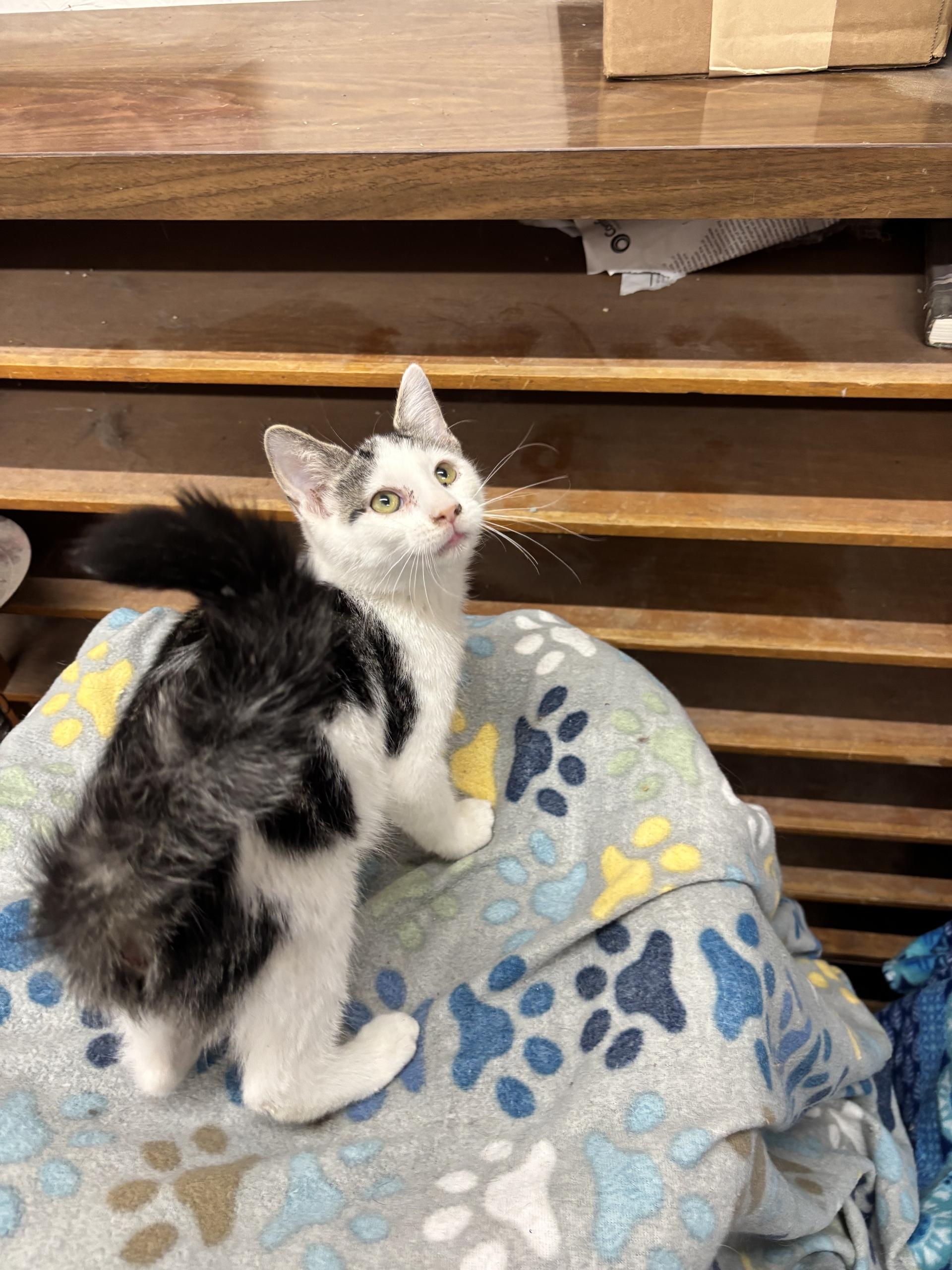 Enlarge Wolf Moon, a Adoptable Tabby in Coldwater, MI image 2/4