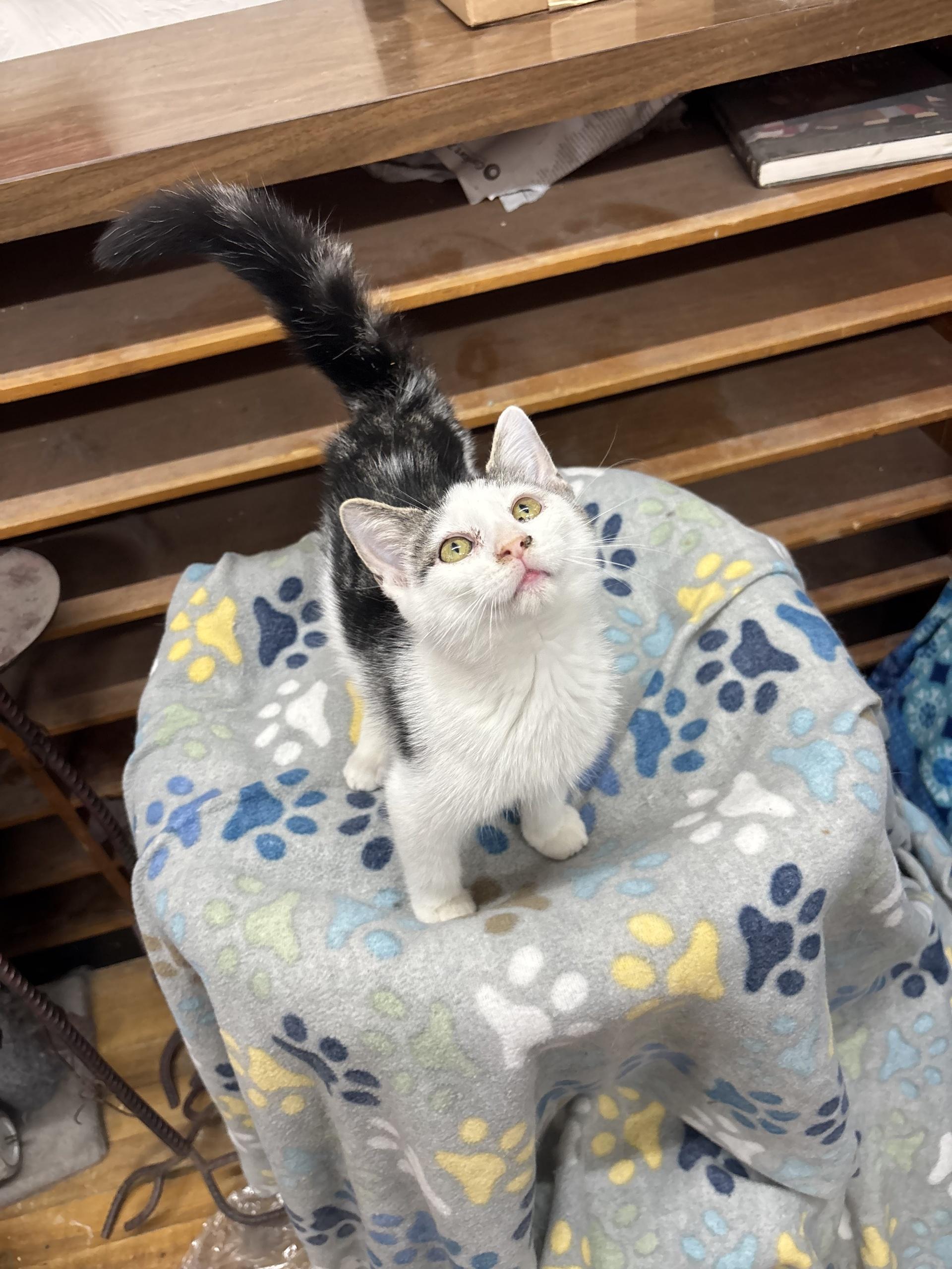 Enlarge Wolf Moon, a Adoptable Tabby in Coldwater, MI image 3/4