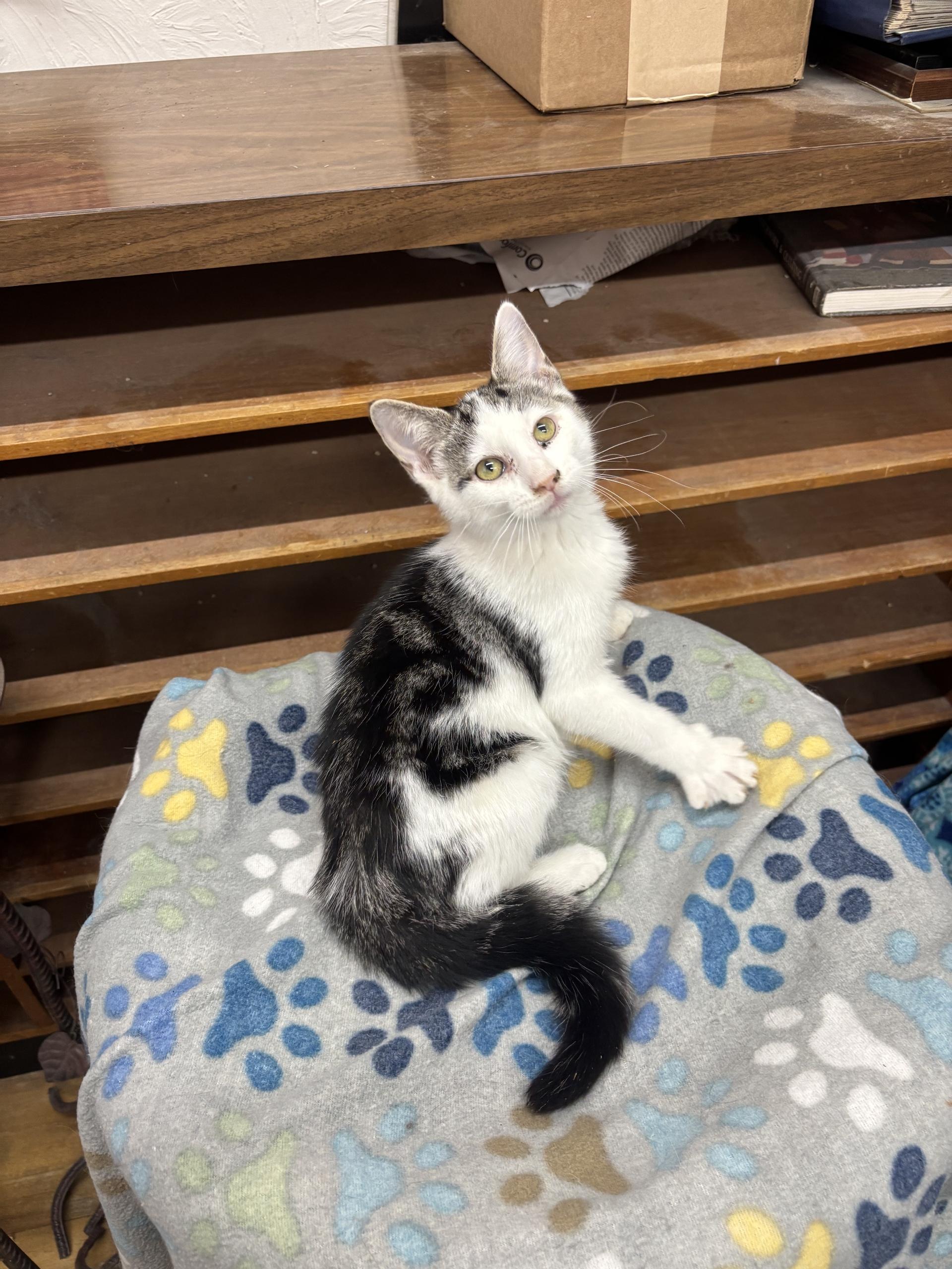 Wolf Moon, Adoptable, Kitten Male Tabby.