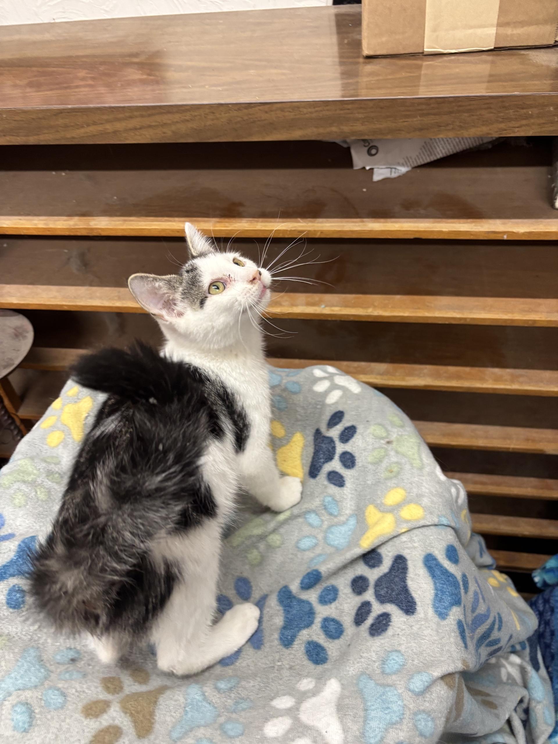 Enlarge Wolf Moon, a Adoptable Tabby in Coldwater, MI image 4/4