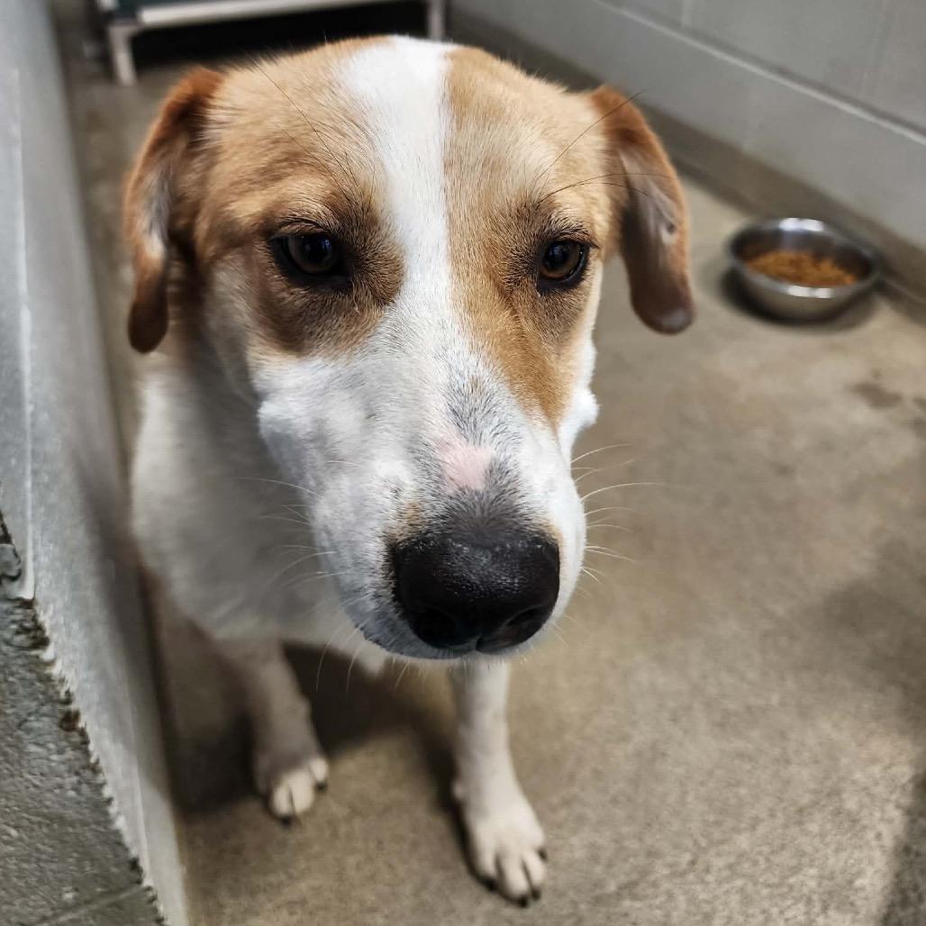 THEODORA, adopted, Young Female Mixed Breed.