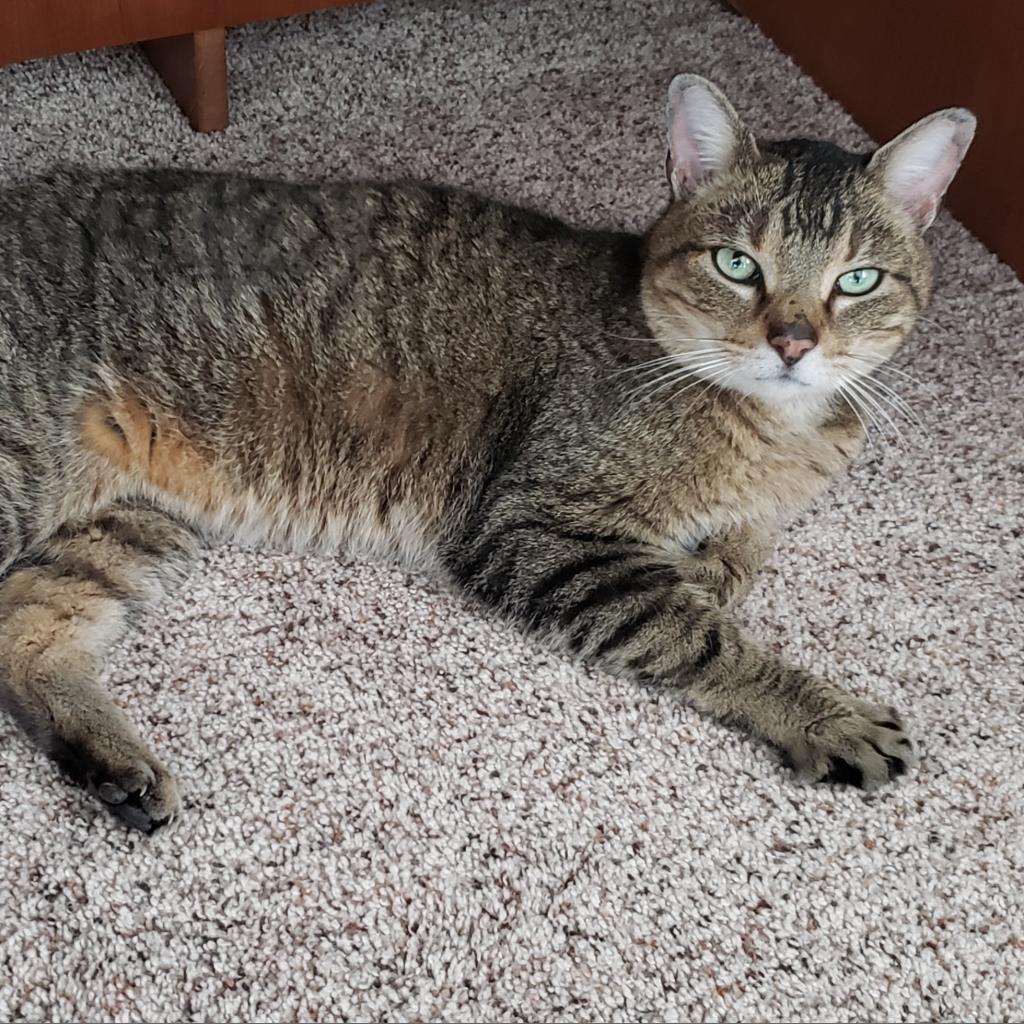 Frostskader — thumbnail 2