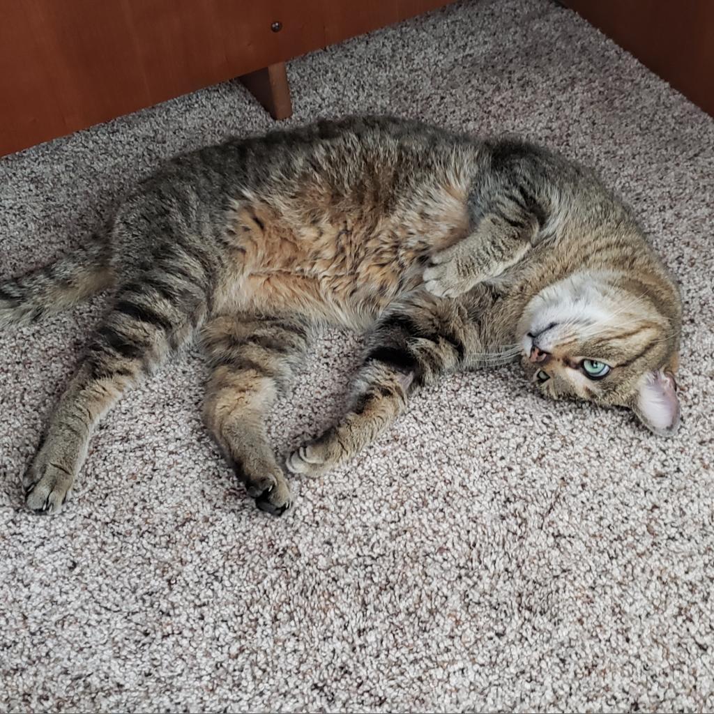 Frostskader — thumbnail 3