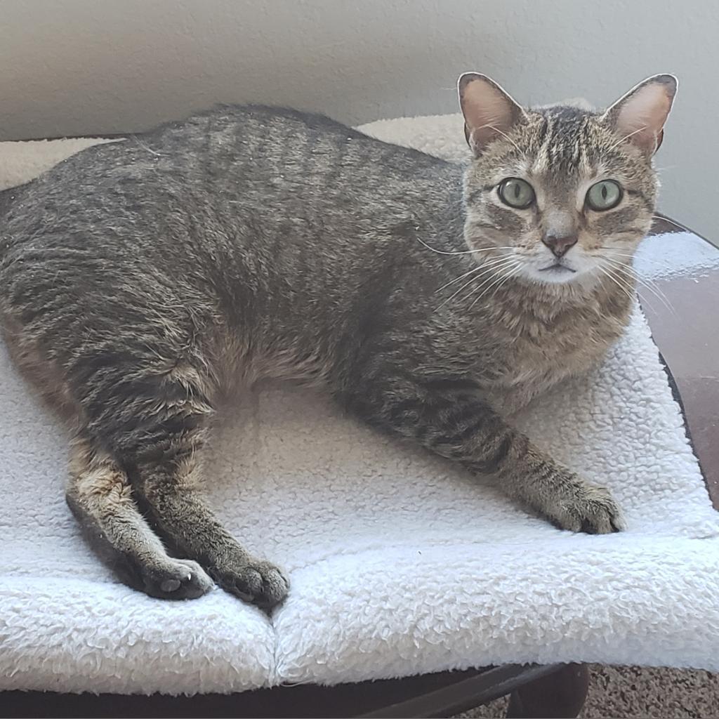 Frostskader — thumbnail 4