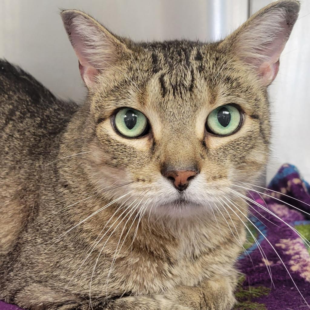 Frostskader — thumbnail 5