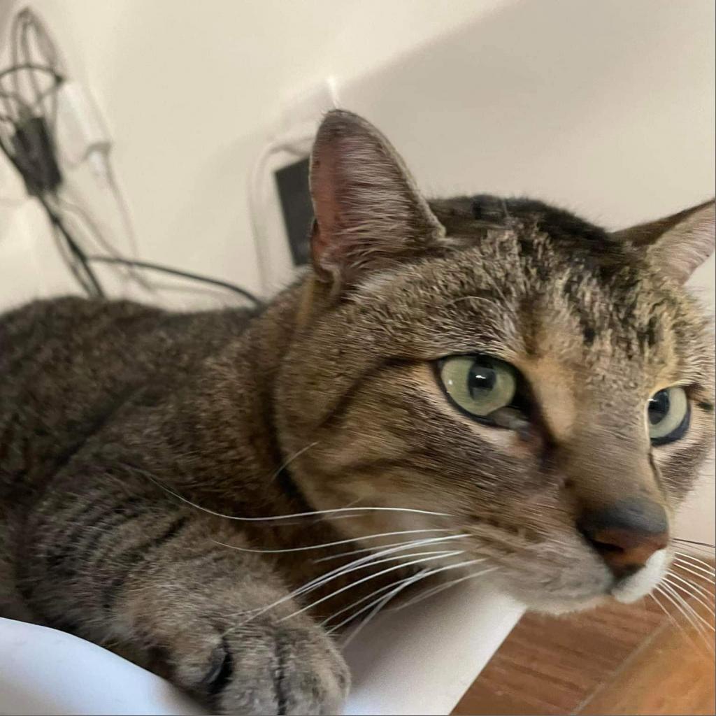 Frostskader — thumbnail 6