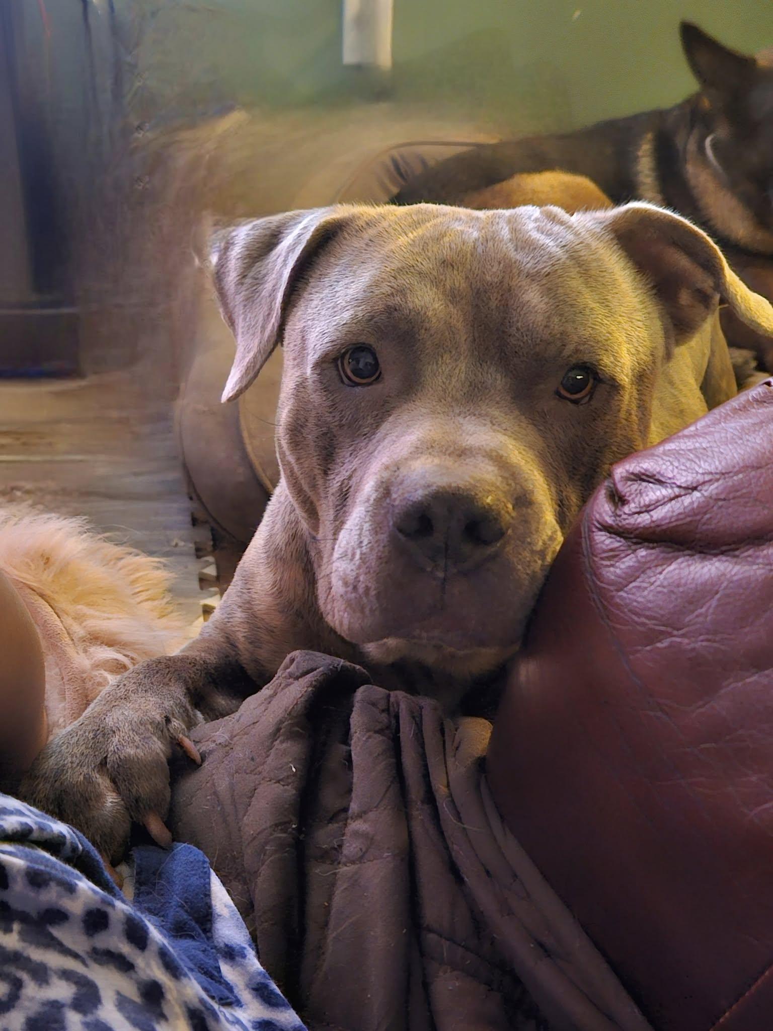 Enlarge Ruxpen, a Adoptable mixed breed in Muskego, WI image 3/5