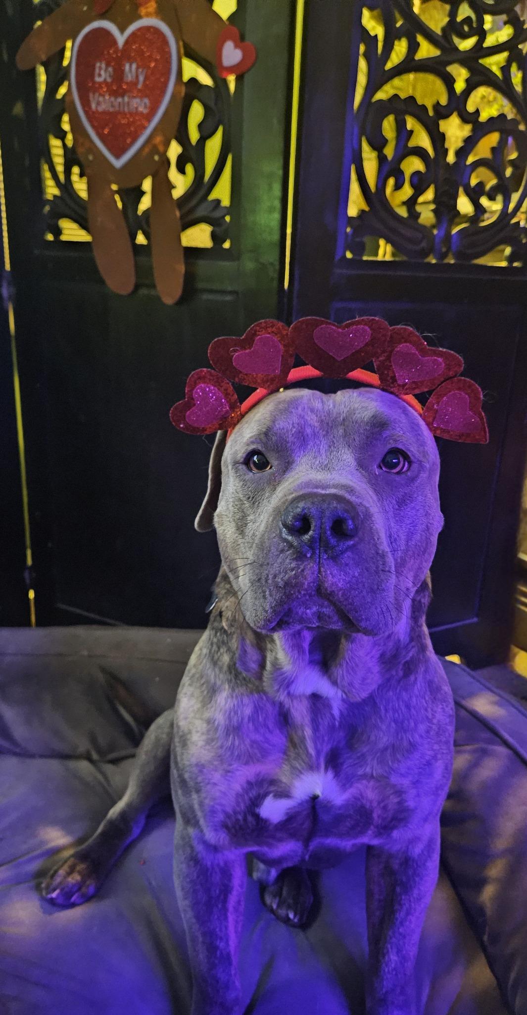 Ruxpen, Adoptable, Adult Male Pit Bull Terrier.