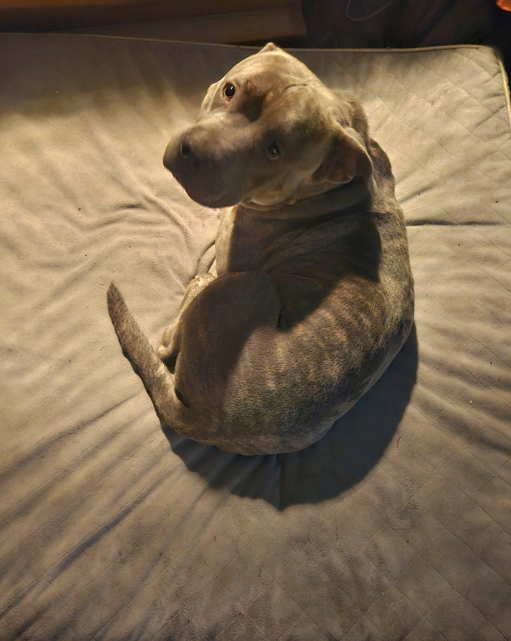 Enlarge Ruxpen, a Adoptable mixed breed in Muskego, WI image 4/5