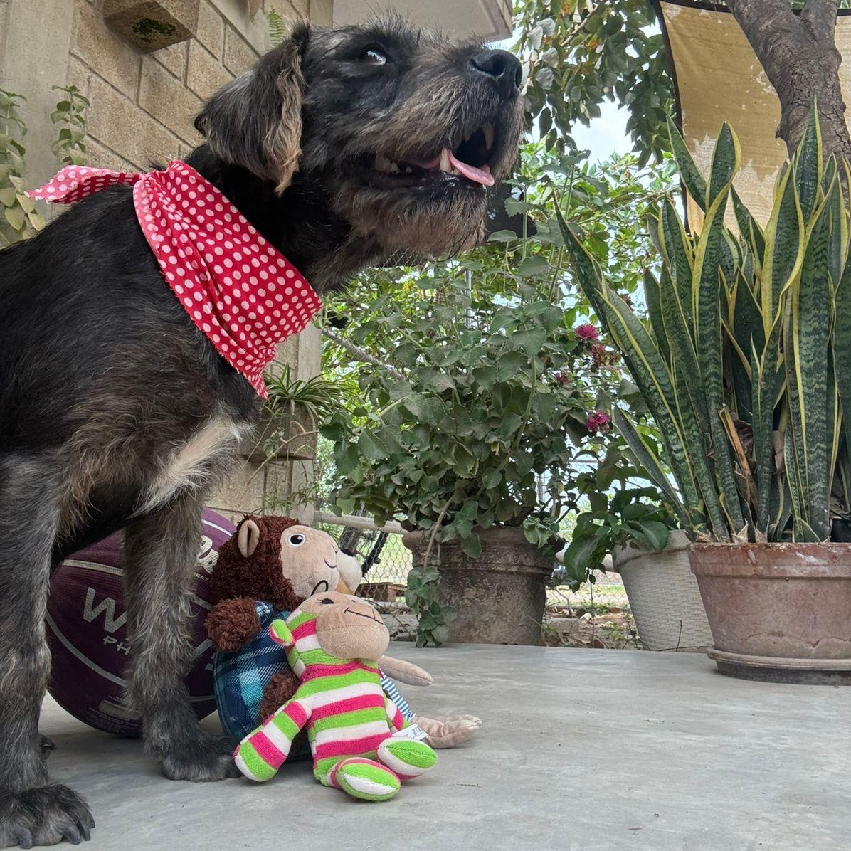 Enlarge Juan Machete, an adopted mixed breed in Calgary, AB image 5/5