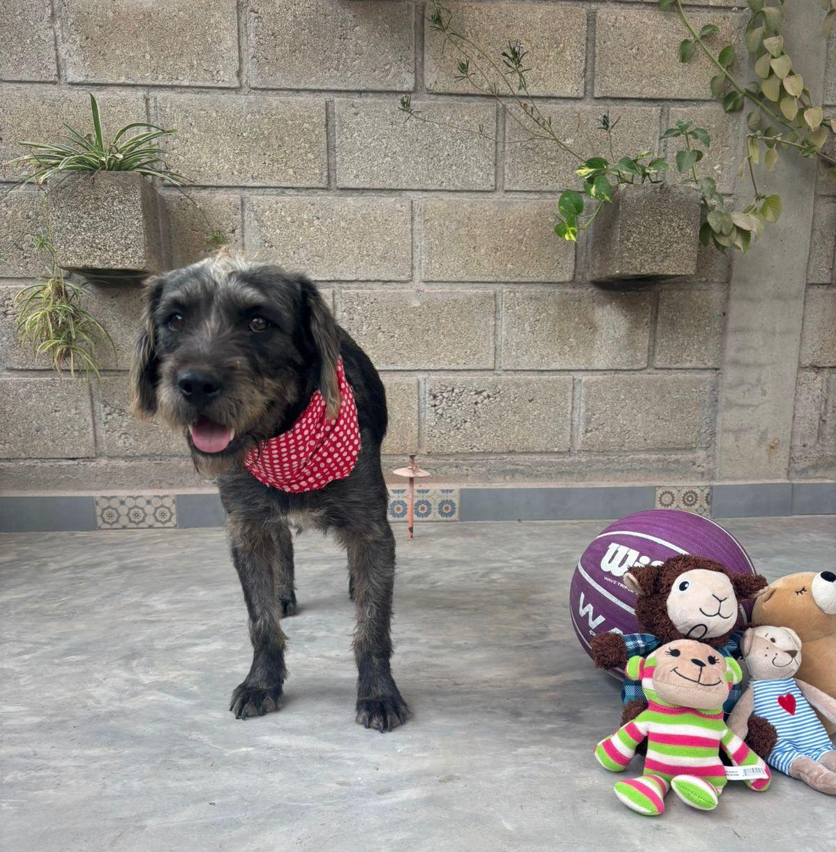 Enlarge Juan Machete, an adopted mixed breed in Calgary, AB image 2/5